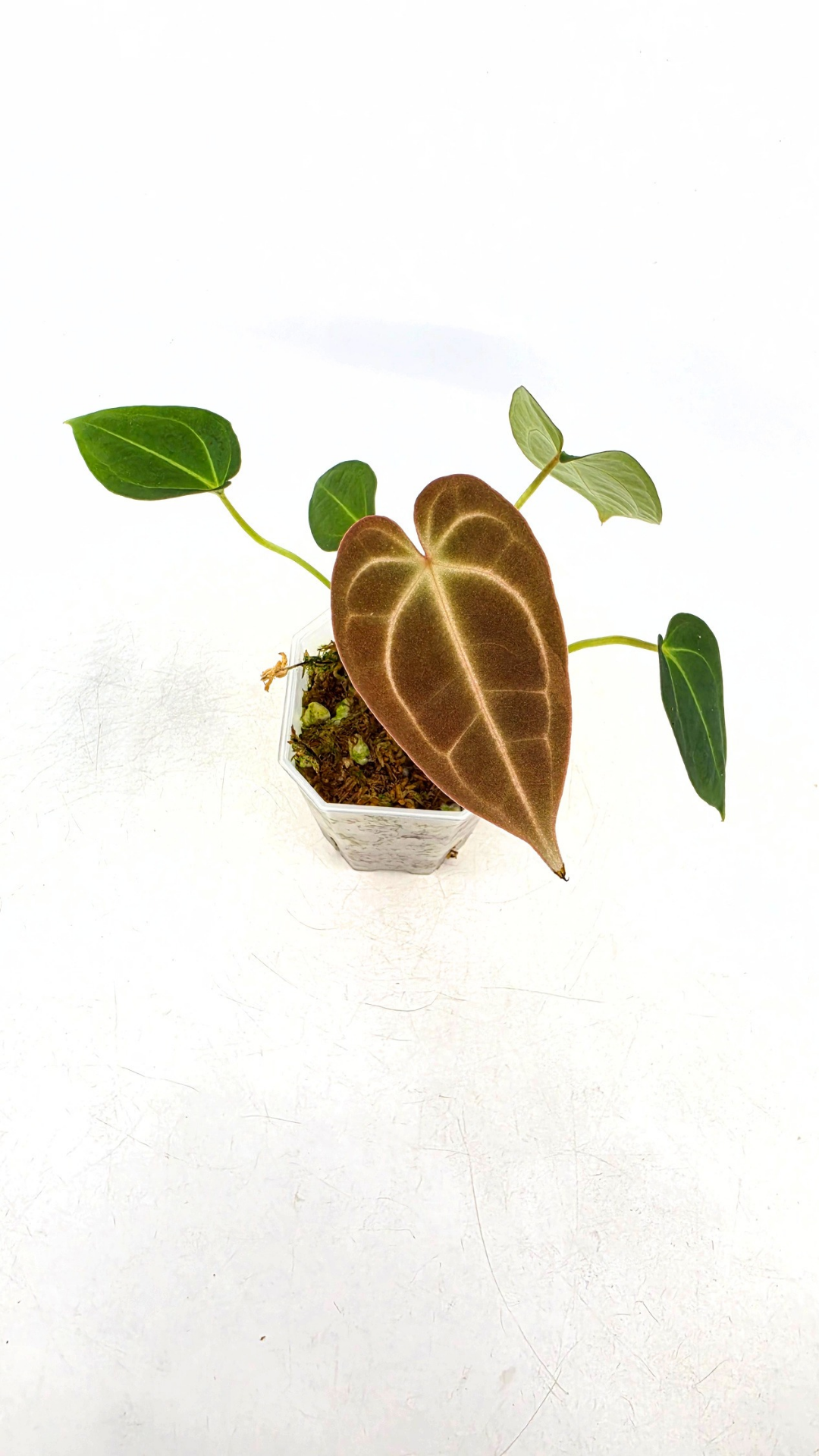 Rare anthurium hybrid Dark Forgetii x Bessae Aff available from rare plant shop The Leaf Gallery in Perth, Western Australia