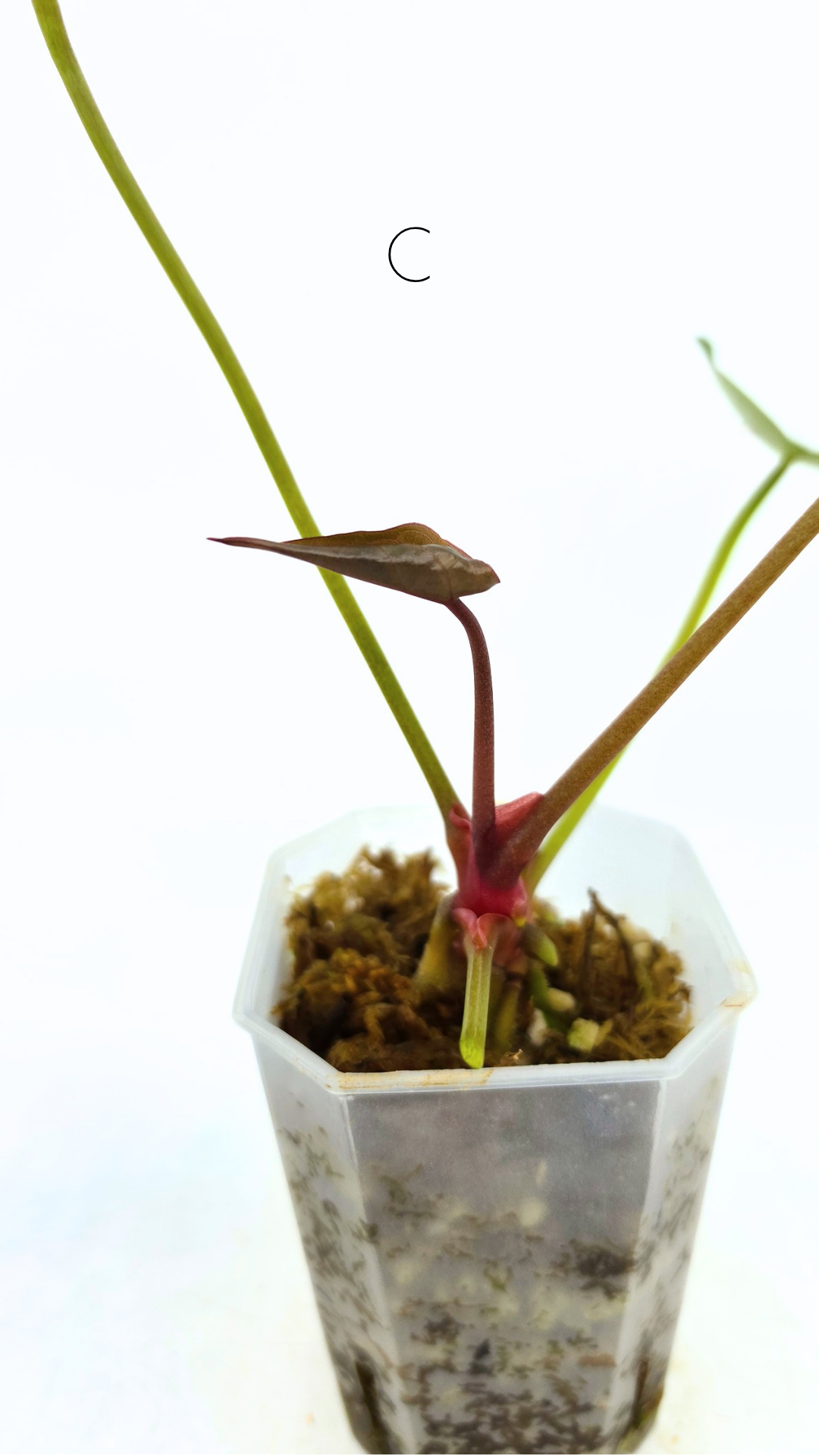 Rare anthurium hybrid Anthurium red dorayaki mutation with Anthurium Michelle by The Leaf Gallery in Perth, Western Australia