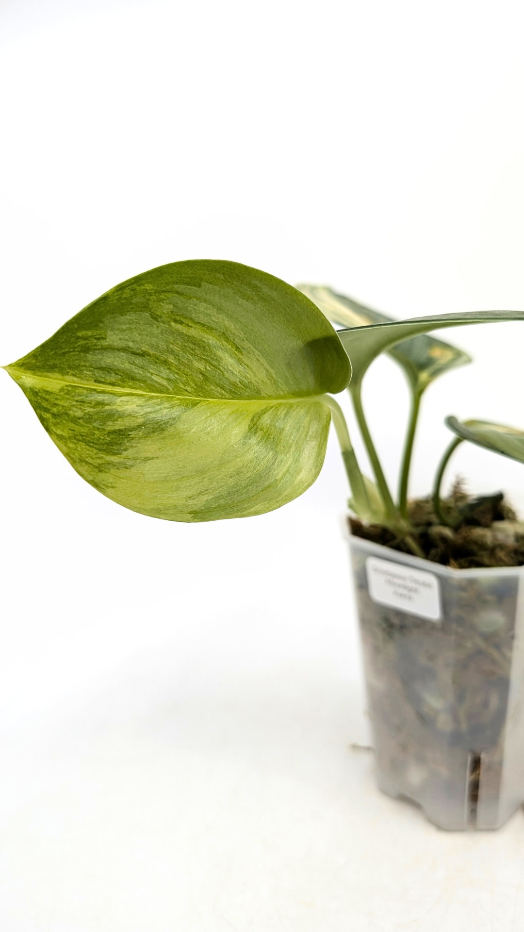 Rare scindapsus treubii moonlight aurea varigated also known as rubicon available for sale at rare plant shop The Leaf Gallery in Perth, Western Australia
