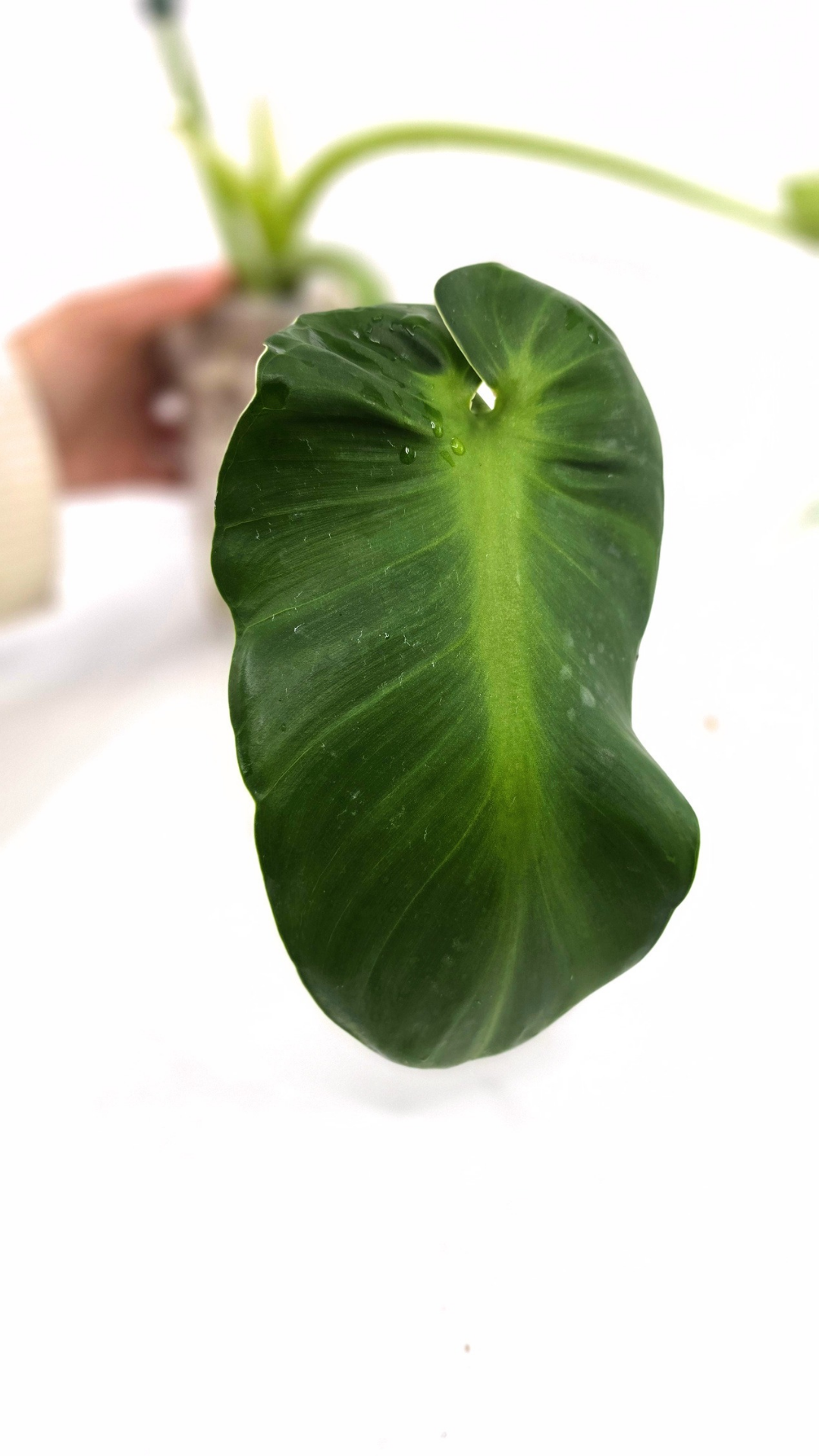 Rare indoor house plant Philodendron Rugosum also known as Pig Skin Philodendron propagated by the Leaf Gallery in Perth