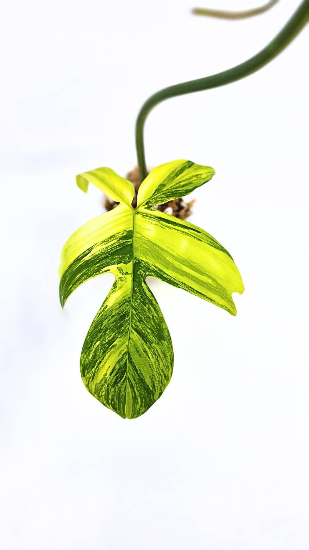 Rare indoor plant Philodendron Florida Beauty Varigated available at rare plant shop The Leaf Gallery in Perth, Western Australia