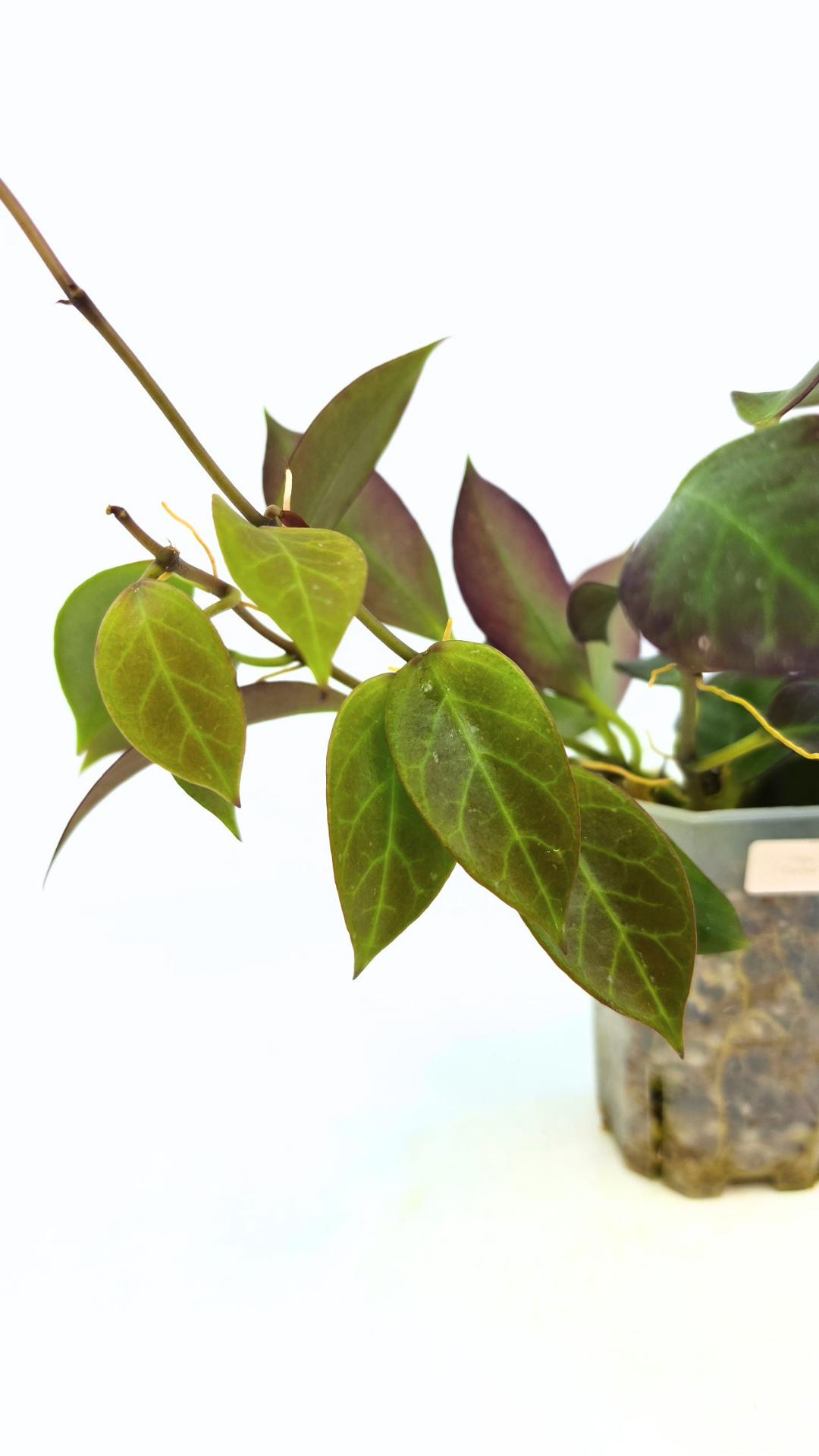 Rare waxplant Hoya Sunrise available at rare plant shop The Leaf Gallery in Perth Western Australia
