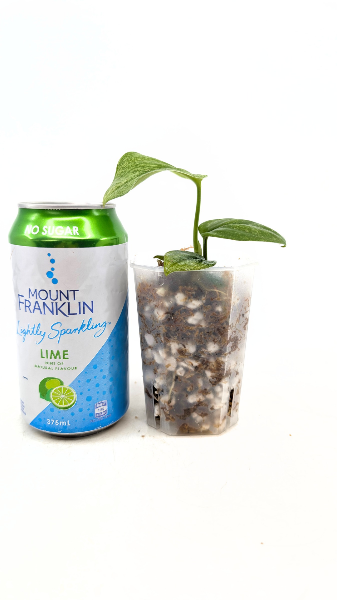 Rare indoor plant Scindapsus Treubii Moonlight Mint Varigated available at The Leaf Gallery in Perth, Western Australia