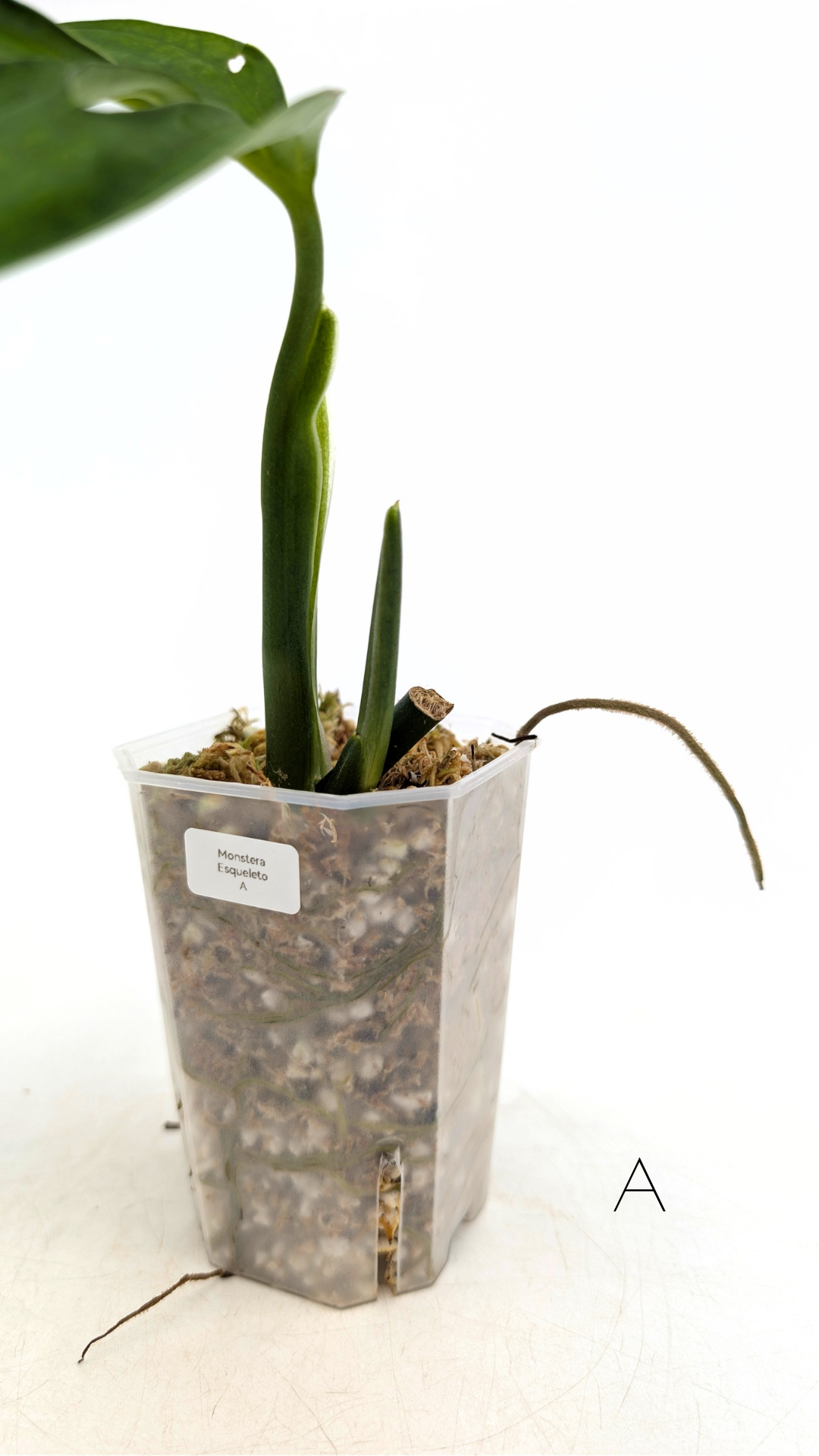 Rare plant Monstera Esqueleto or Monstera Epipremnoides propagated by rare indoor plant shop The Leaf Gallery in Perth, Western Australia