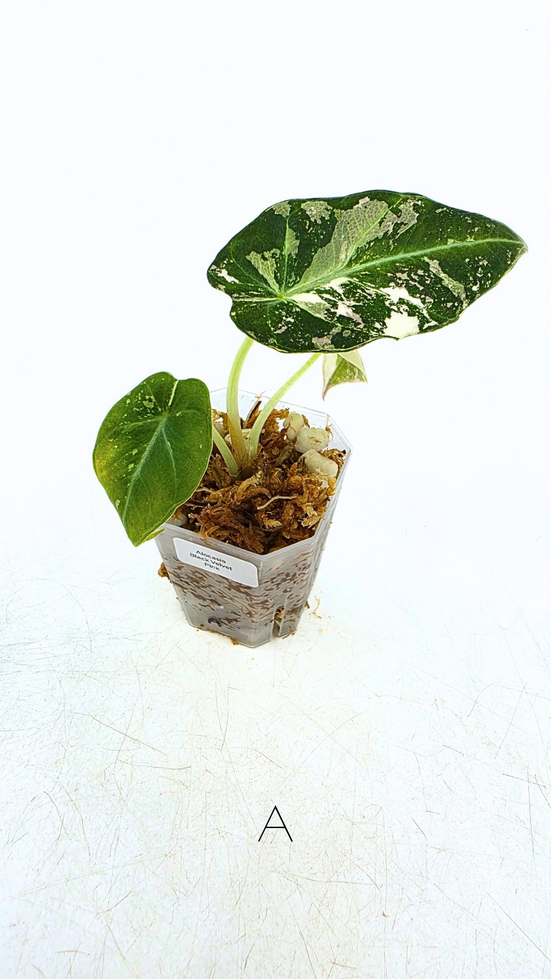 Rare indoor plant Alocasia Black Velvet Pink Variegated available for sale from rare house plant shop The Leaf Gallery in Perth, Western Australia