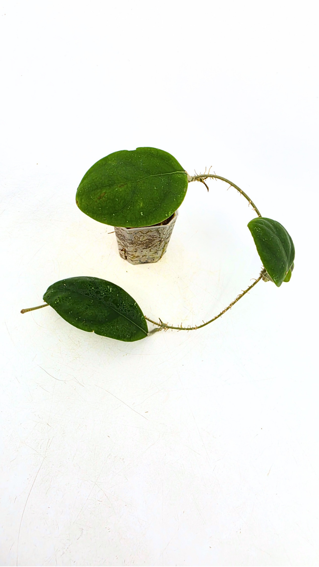 Rare waxplant Hoya Rintzii Borneo available for sale at rare indoor plant shop The Leaf Gallery in Perth, Western Australia