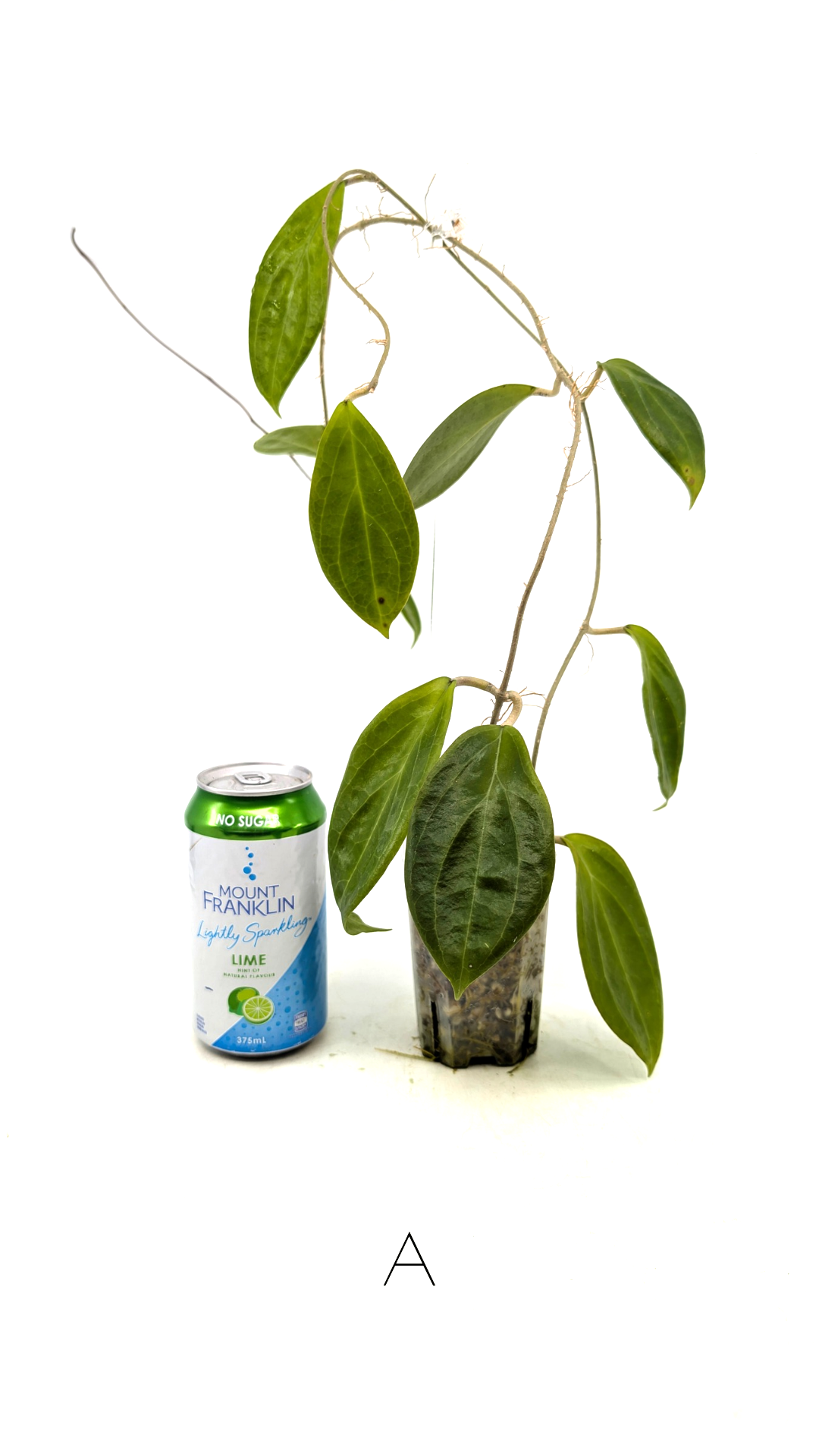 Rare waxplant Hoya UTC033 available for sale at rare indoor plant shop The Leaf Gallery in Perth, Western Australia