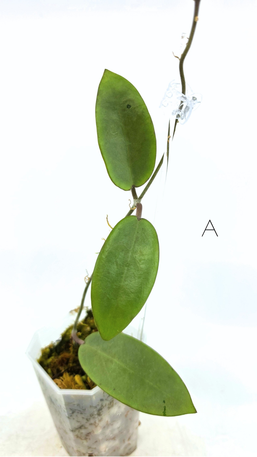 Rare waxplant Hoya Silver Dollar available for sale at rare indoor plant shop The Leaf Gallery in Perth, Western Australia