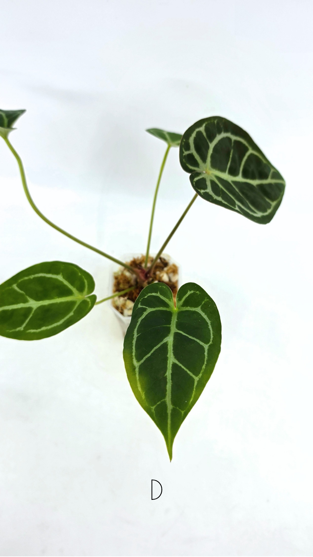 Rare anthurium hybrid Anthurium Dark Forgetii x Bessae Aff X Anthurium Michelle by The Leaf Gallery in Perth, Western Australia