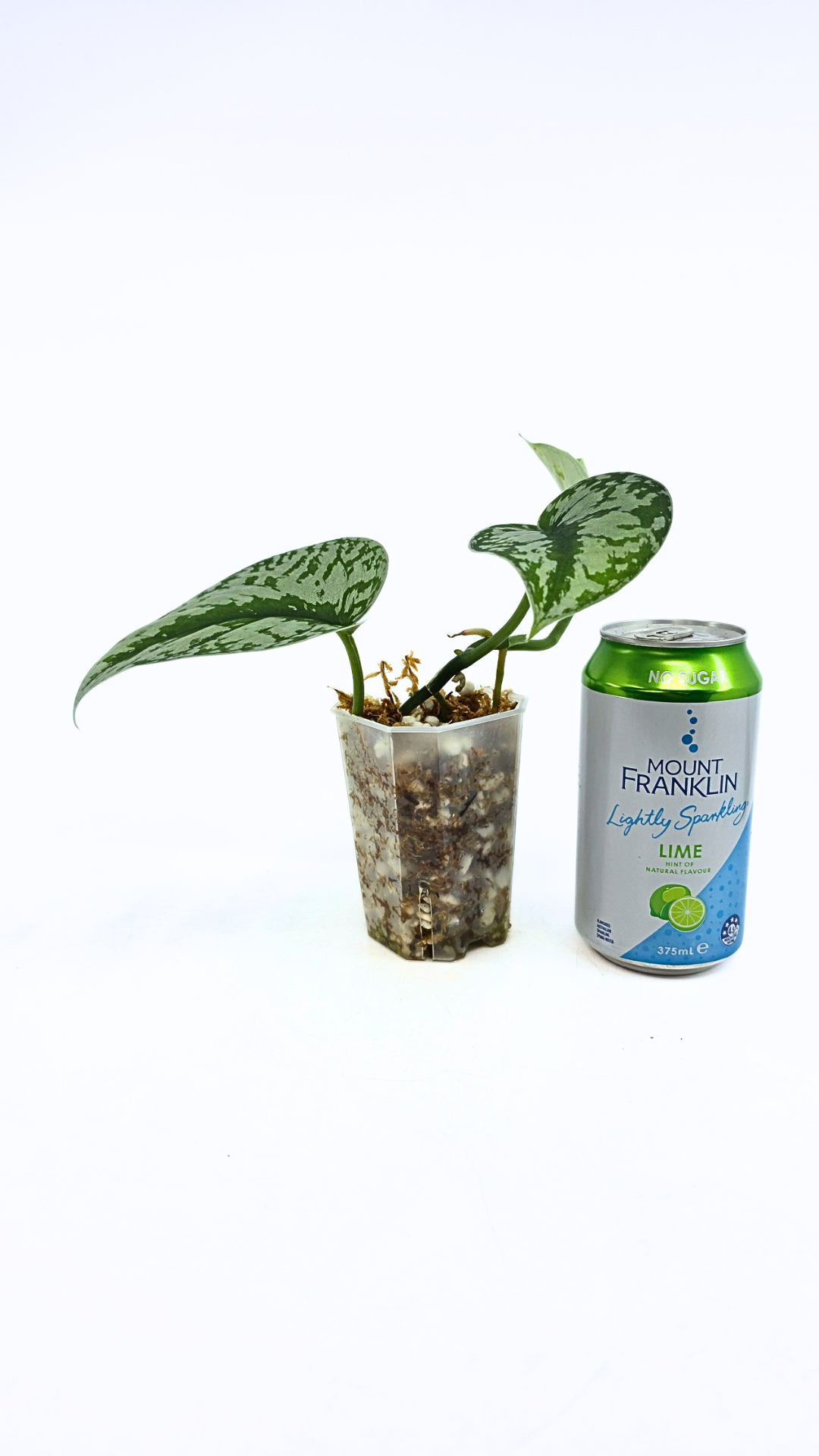 Uncommon indoor plant scindapsus Exotica available for sale at rare plant shop The Leaf Gallery in Perth, Western Australia.