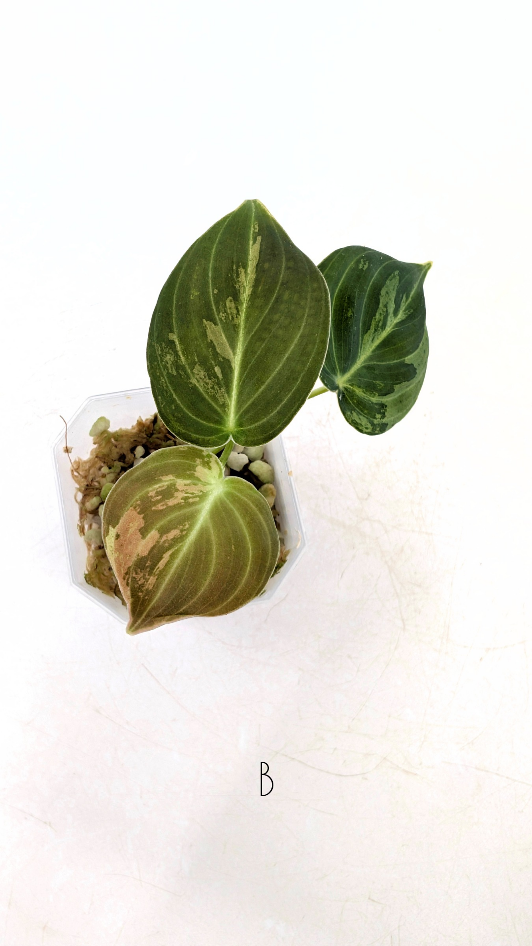 Rare plant Philodendron Melanochrysum Varigated available for sale at rare plant shop The Leaf Gallery in Perth, Western Australia