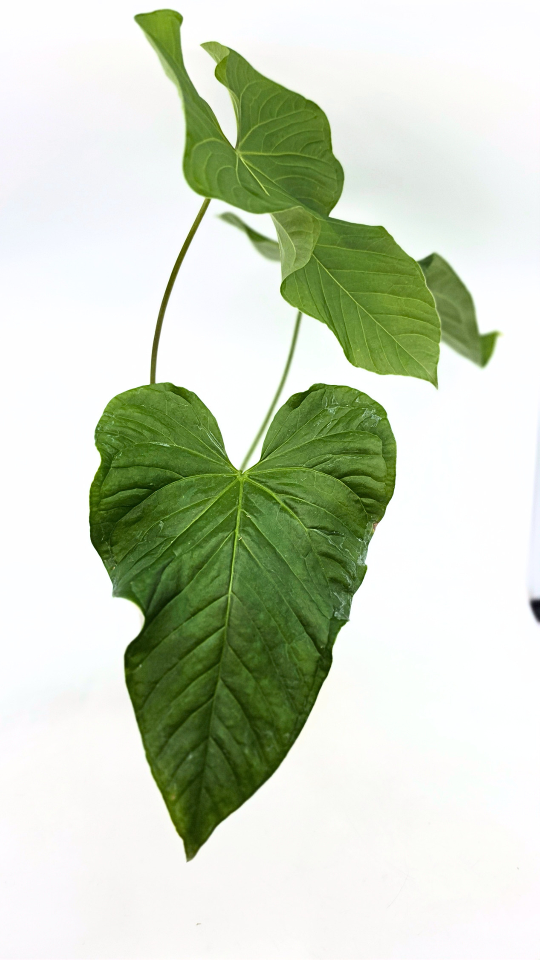 Uncommon indoor plant Anthurium Balaoanum available for sale at rare plant shop The Leaf Gallery in Perth, Western Australia