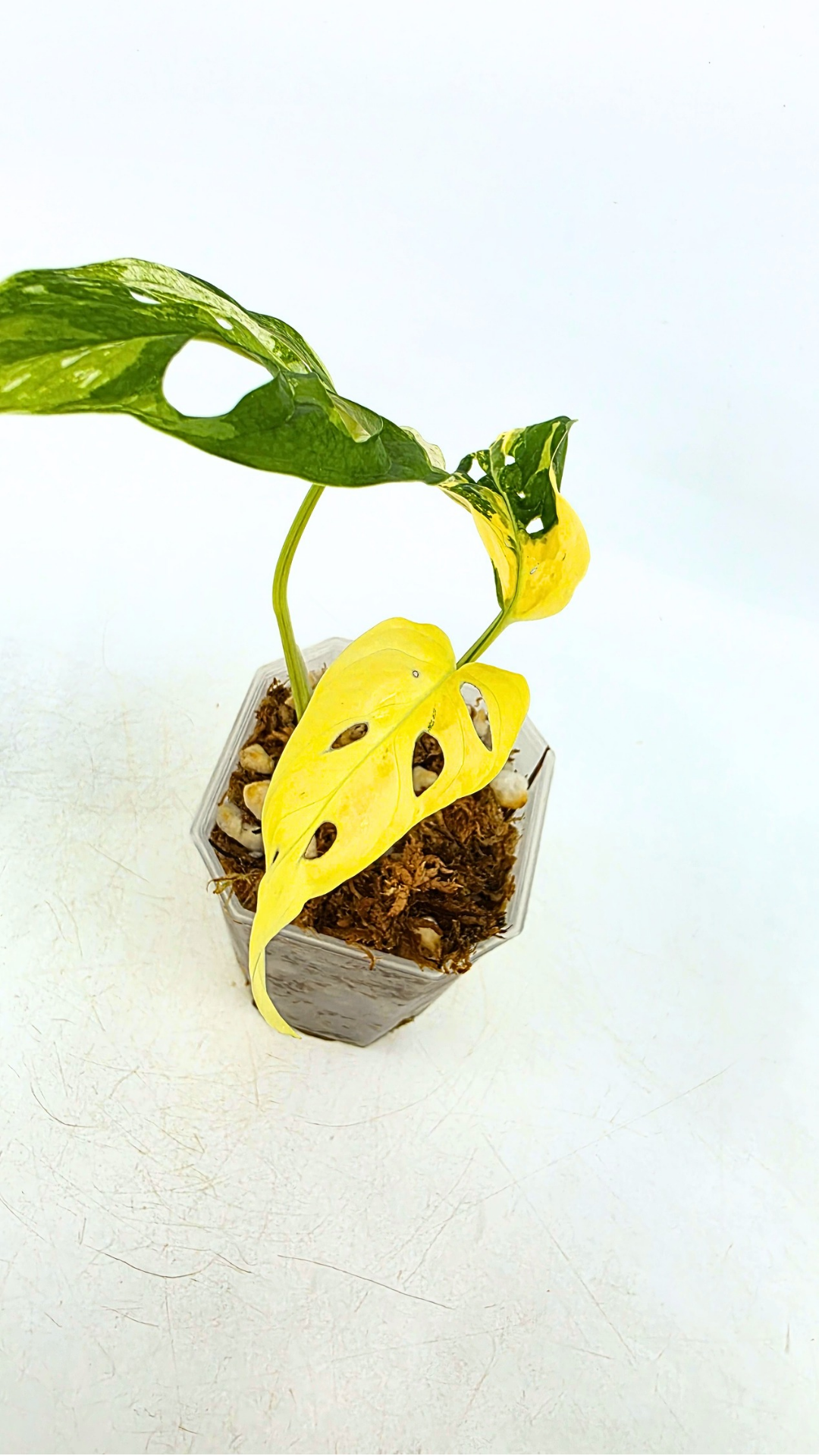 Rare indoor plant Monstera Adansonii Albo Varigated available for sale at rare houseplant shop The Leaf Gallery in Perth, Western Australia