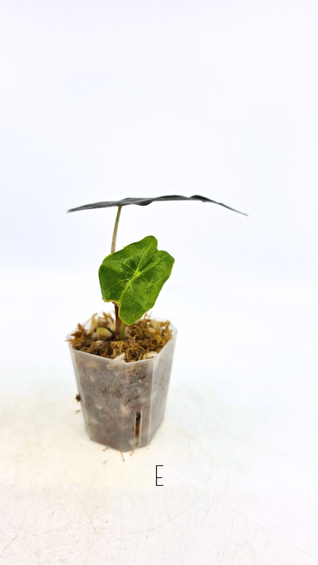 Rare indoor plant Alocasia Venom available for sale at rare house plant shop The Leaf Gallery in Perth, Western Australia.