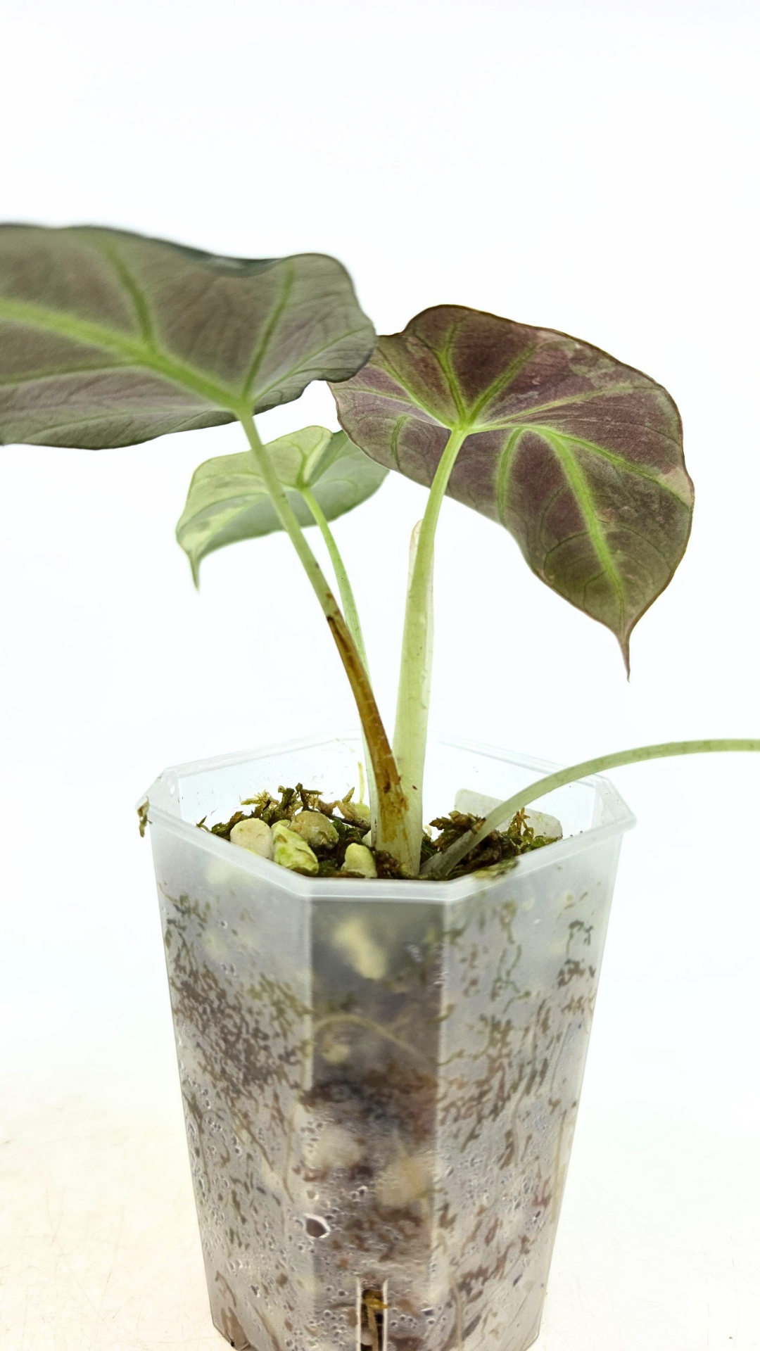 Rare indoor plant Alocasia Black Velvet Pink Variegated available for sale from rare house plant shop The Leaf Gallery in Perth, Western Australia