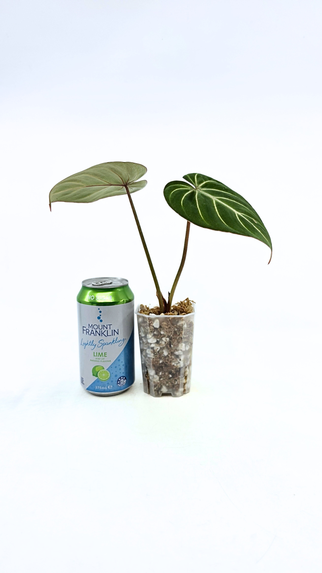 Rare indoor plant Philodendron Gloriosum Dark Form available for sale at rare house plant shop The Leaf Gallery in Perth, Western Australia