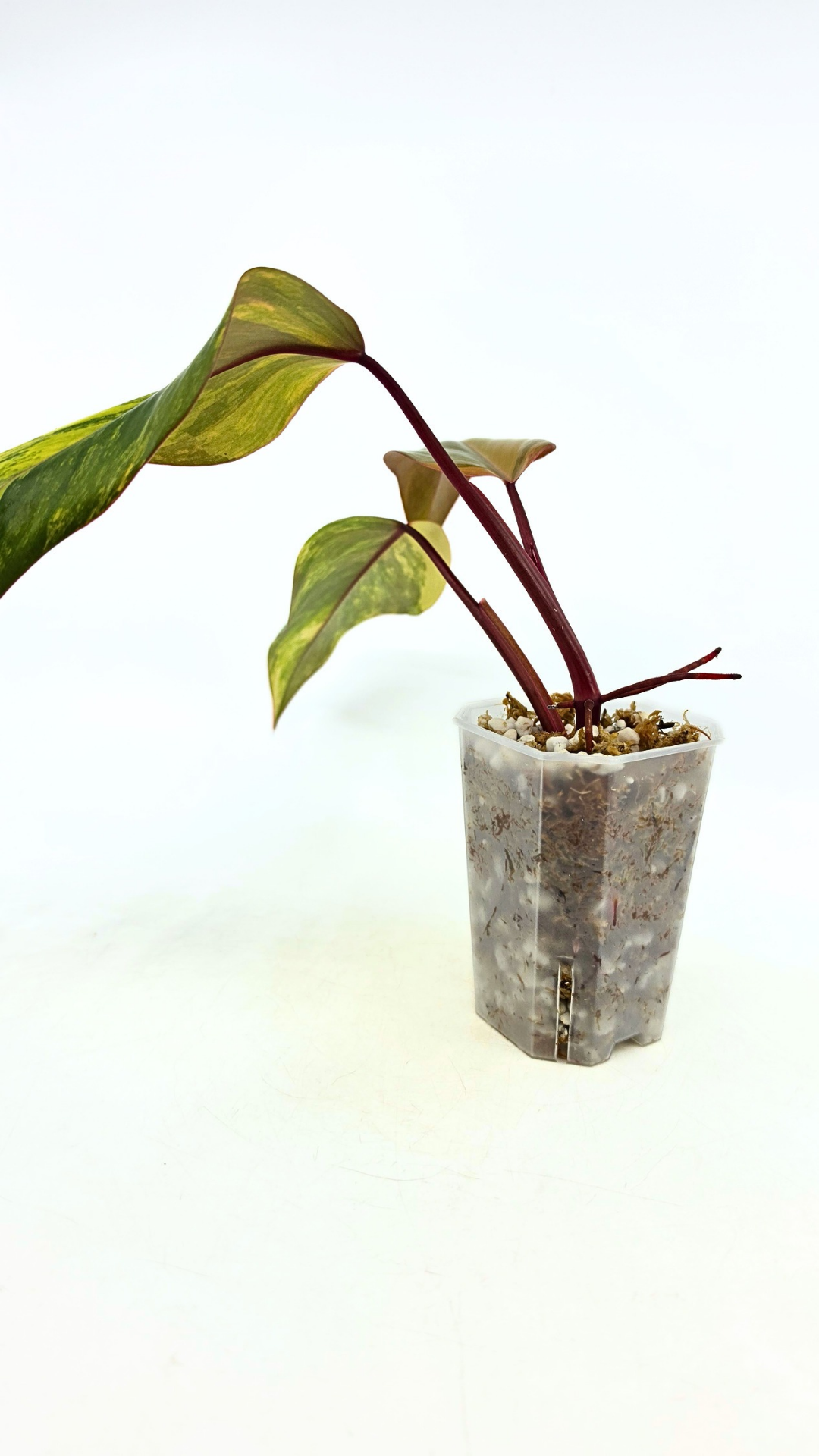 Rare indoor plant Philodendron Strawberry Shake grown and propagated by rare plant shop The Leaf Gallery in Perth, Western Australia