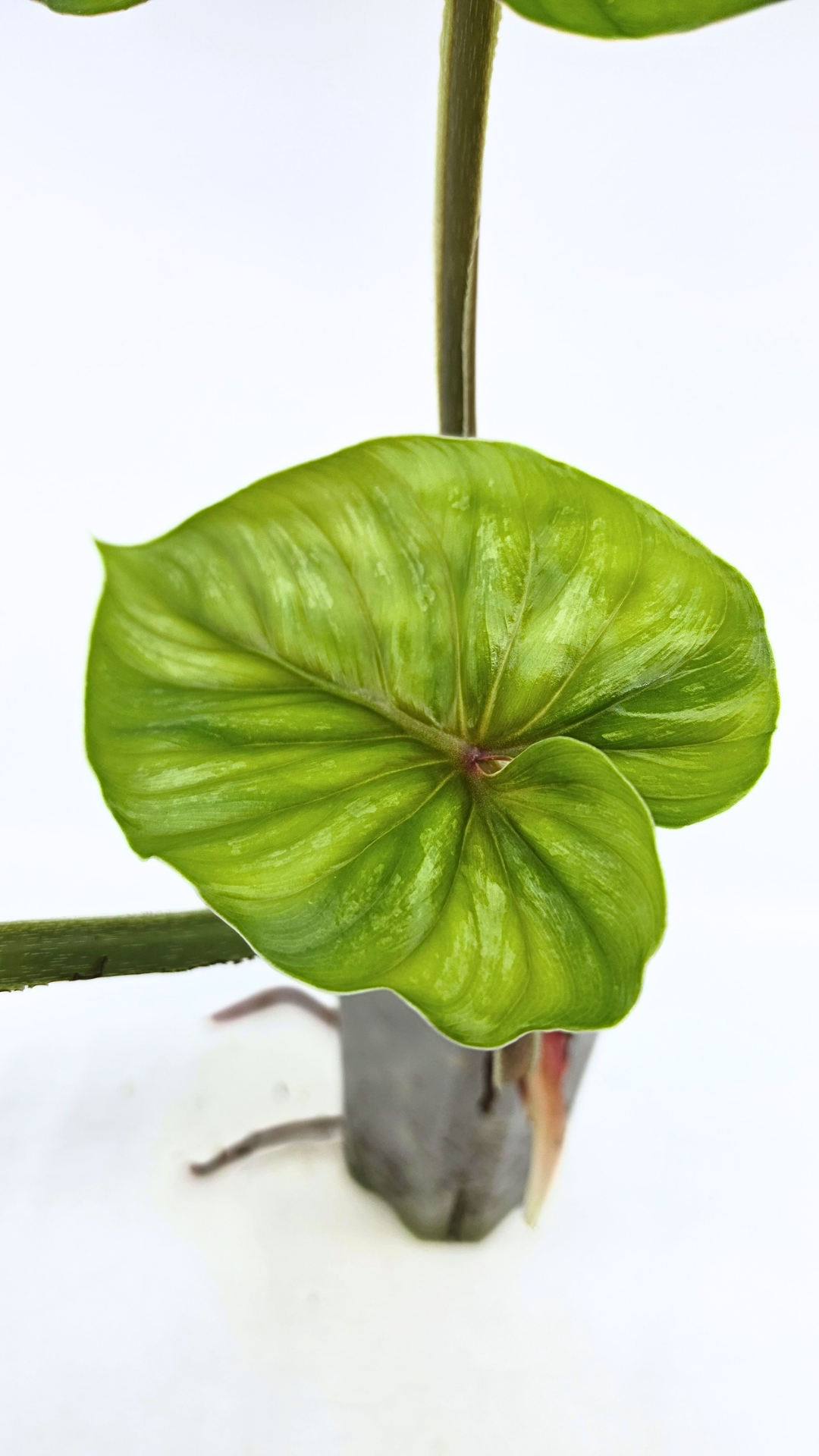Philodendron Plowmanii
