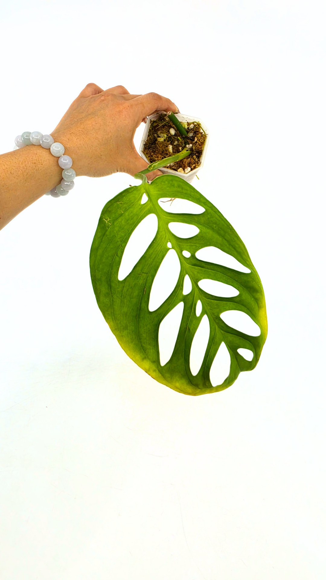 Rare indoor plant Monstera Esqueleto or Monstera Epipremnoides available for sale at rare plant shop The Leaf Gallery in Perth, Western Australia