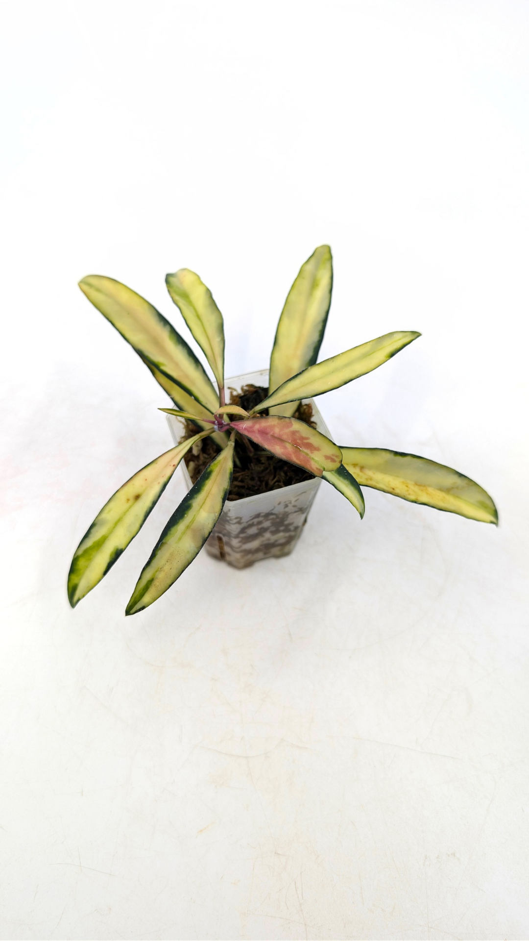 Rare waxplant Hoya Wayetii varigated available for sale at rare indoor plant shop The Leaf Gallery in Perth, Western Australia