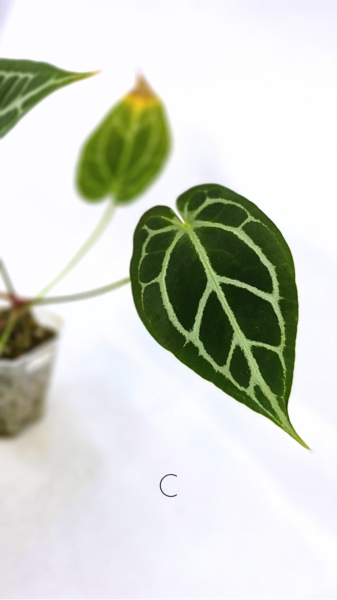 Rare anthurium hybrid Anthurium Dark Forgetii x Bessae Aff X Anthurium Michelle by The Leaf Gallery in Perth, Western Australia