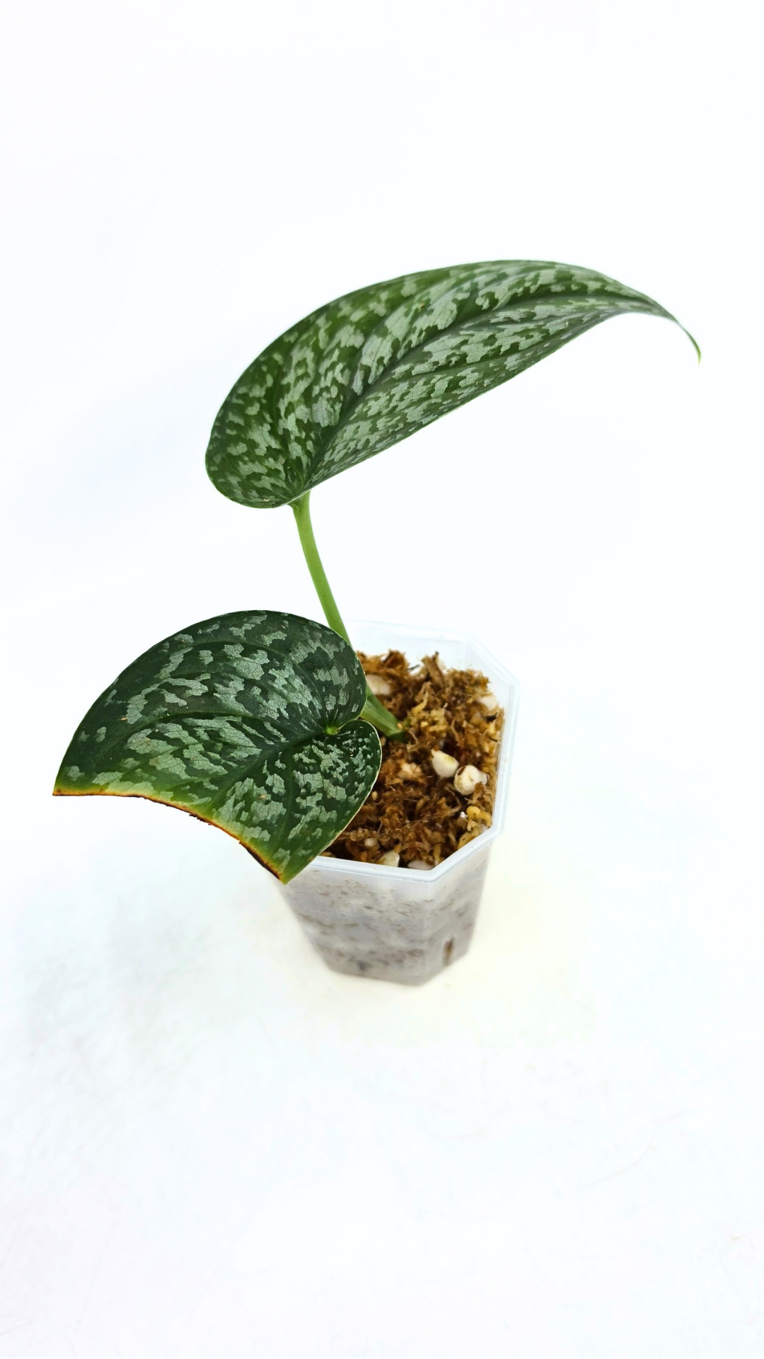 Rare indoor plant Scindapsus Dark Splash available for sale by rare houseplant shop The Leaf Gallery in Perth, Western Australia