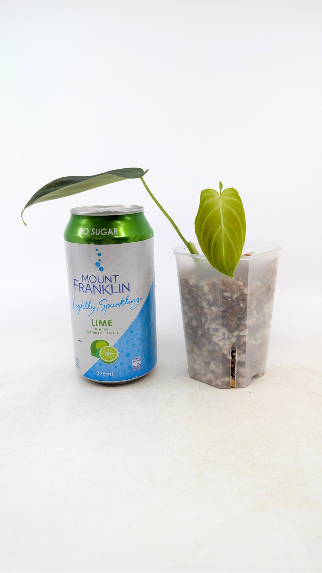 Uncommon indoor plant Philodendron Splendid available for sale at rare house plant shop The Leaf Gallery in Perth, Western Australia