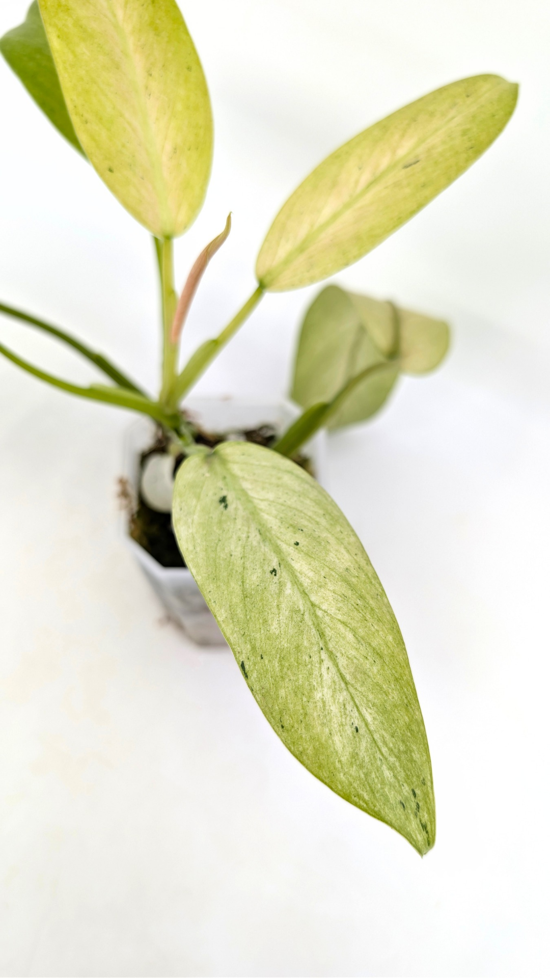 Rare indoor plant Philodendron Whipple Way available for sale at rare plant shop The Leaf Gallery in Perth, Western Australia