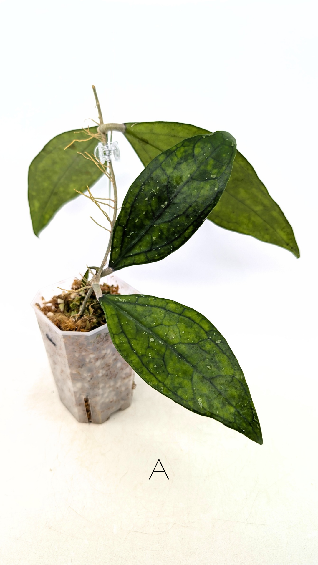 Rare waxplant Hoya Decipulae available for sale at rare indoor plant shop The Leaf Gallery in Perth, Western Australia