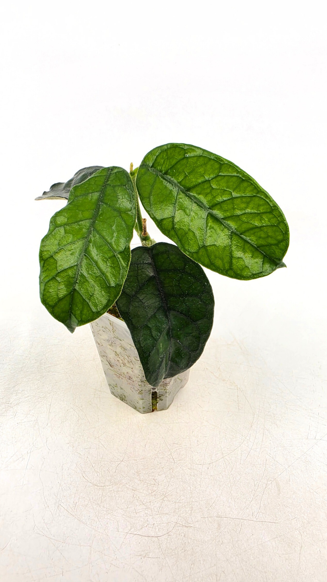 Rare waxplant Hoya Globulosa Cao Bang available for sale at rare plant shop The Leaf Gallery in Perth, Western Australia