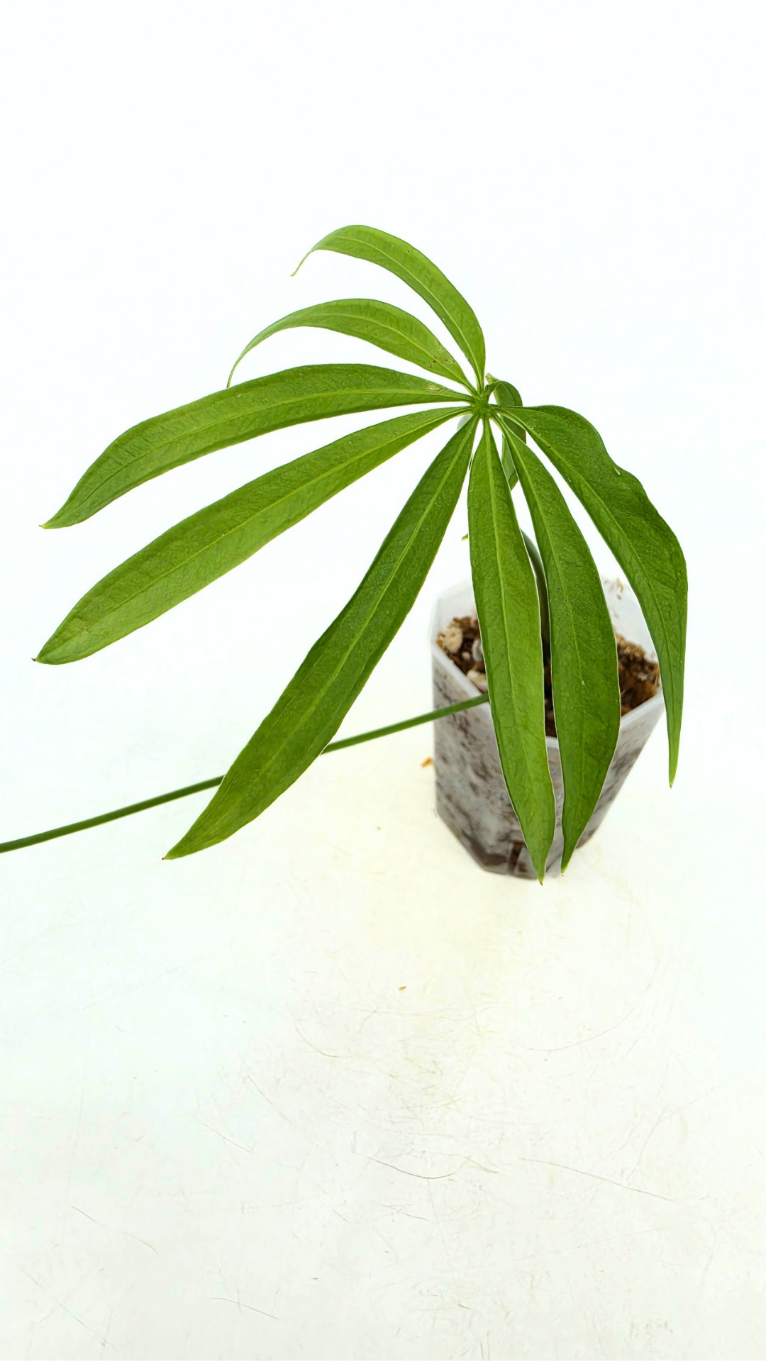 Hard to find house plant Anthurium Polydactylum available for sale at rare plant shop The Leaf Gallery in Perth, Western Australia.