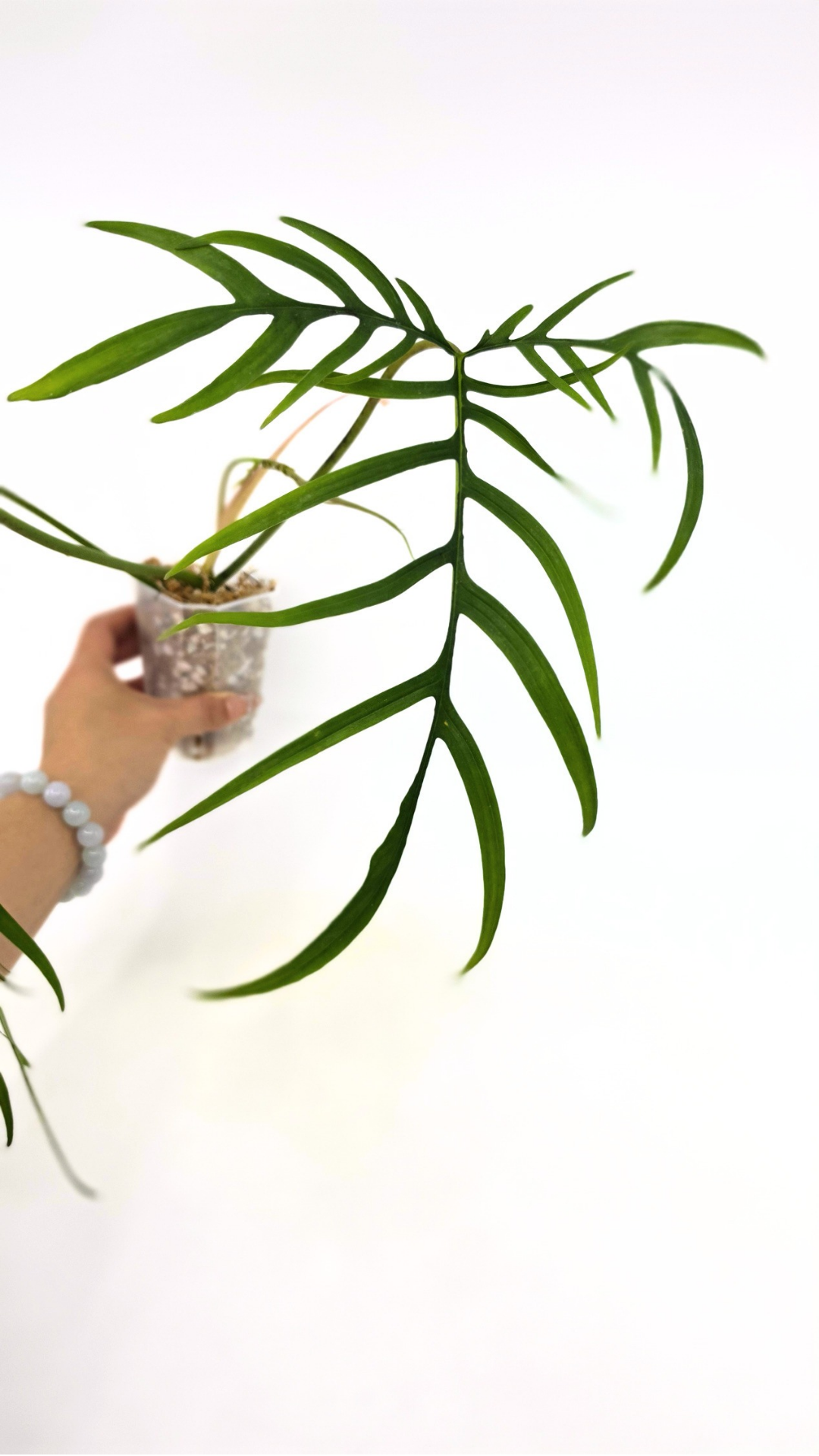 Rare indoor plant Philodendron Polypodioides available for sale at rare house plant shop The Leaf Gallery in Perth, Western Australia