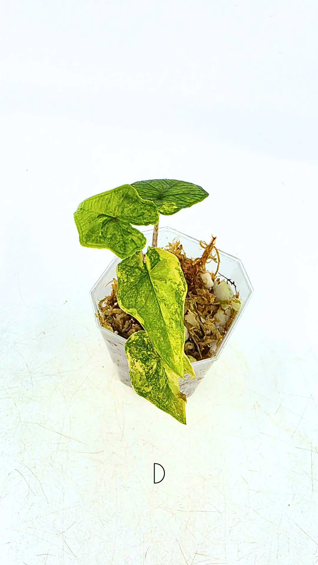 Rare indoor plannt Alocasia Jacklyn Variegated available for sale at rare house plant shop The Leaf Gallery in Perth, Western Australia.