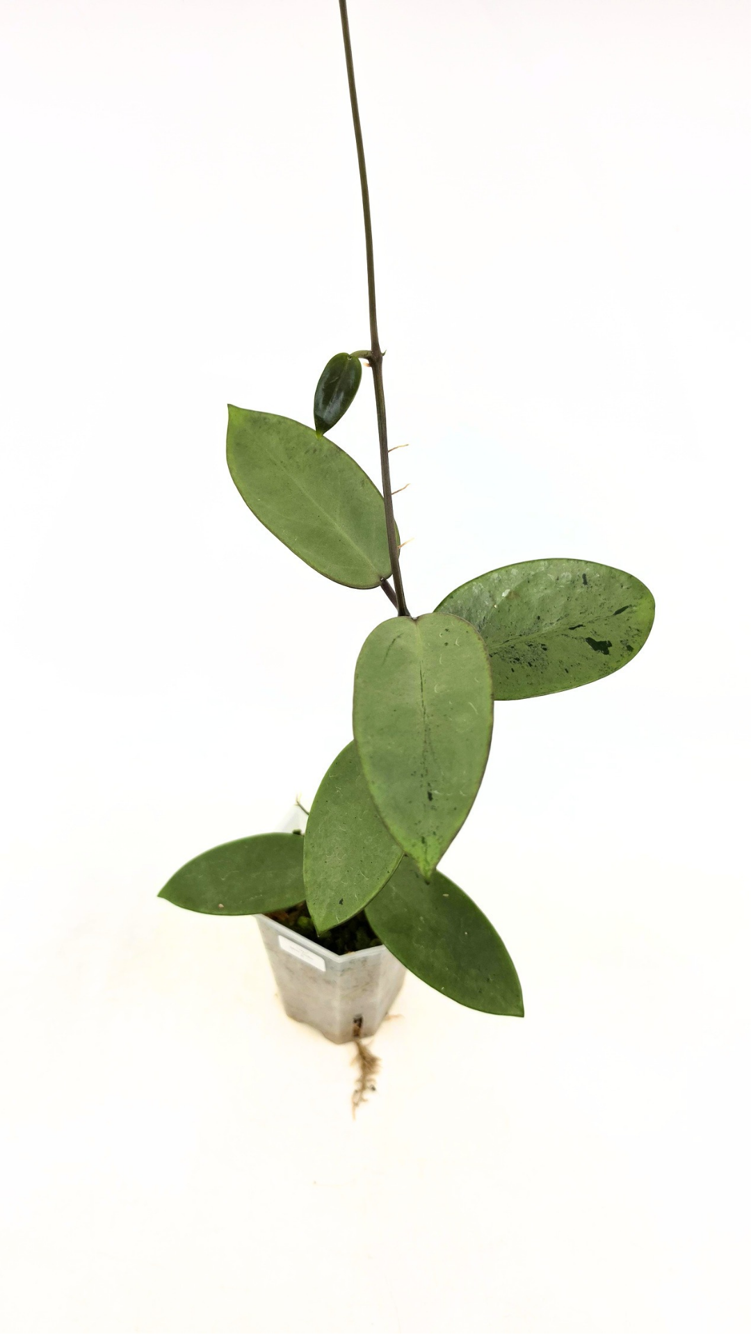 Rare waxplant Hoya Silver Dollar available for sale at rare indoor plant shop The Leaf Gallery in Perth, Western Australia