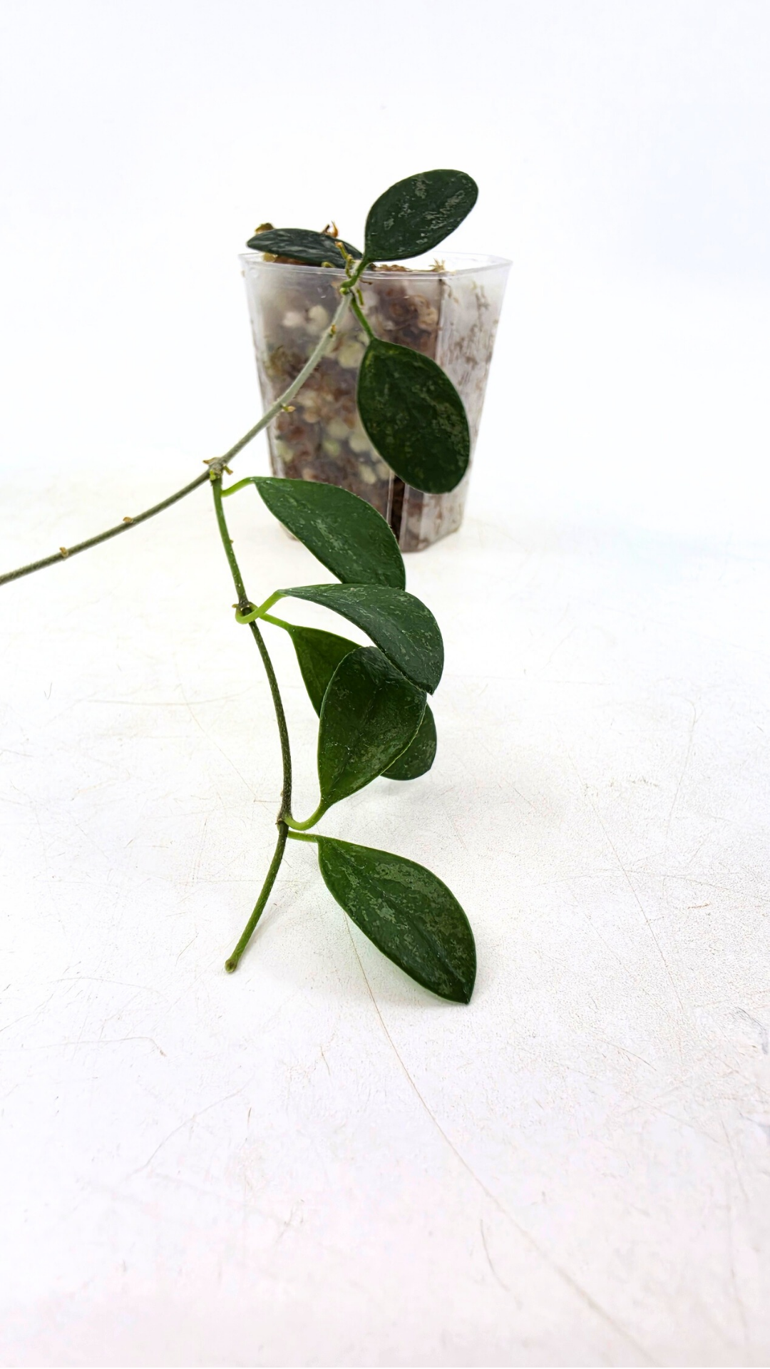 Rare waxplant Hoya Lima Splash available for sale at rare indoor plant shop The Leaf Gallery in Perth, Western Australia