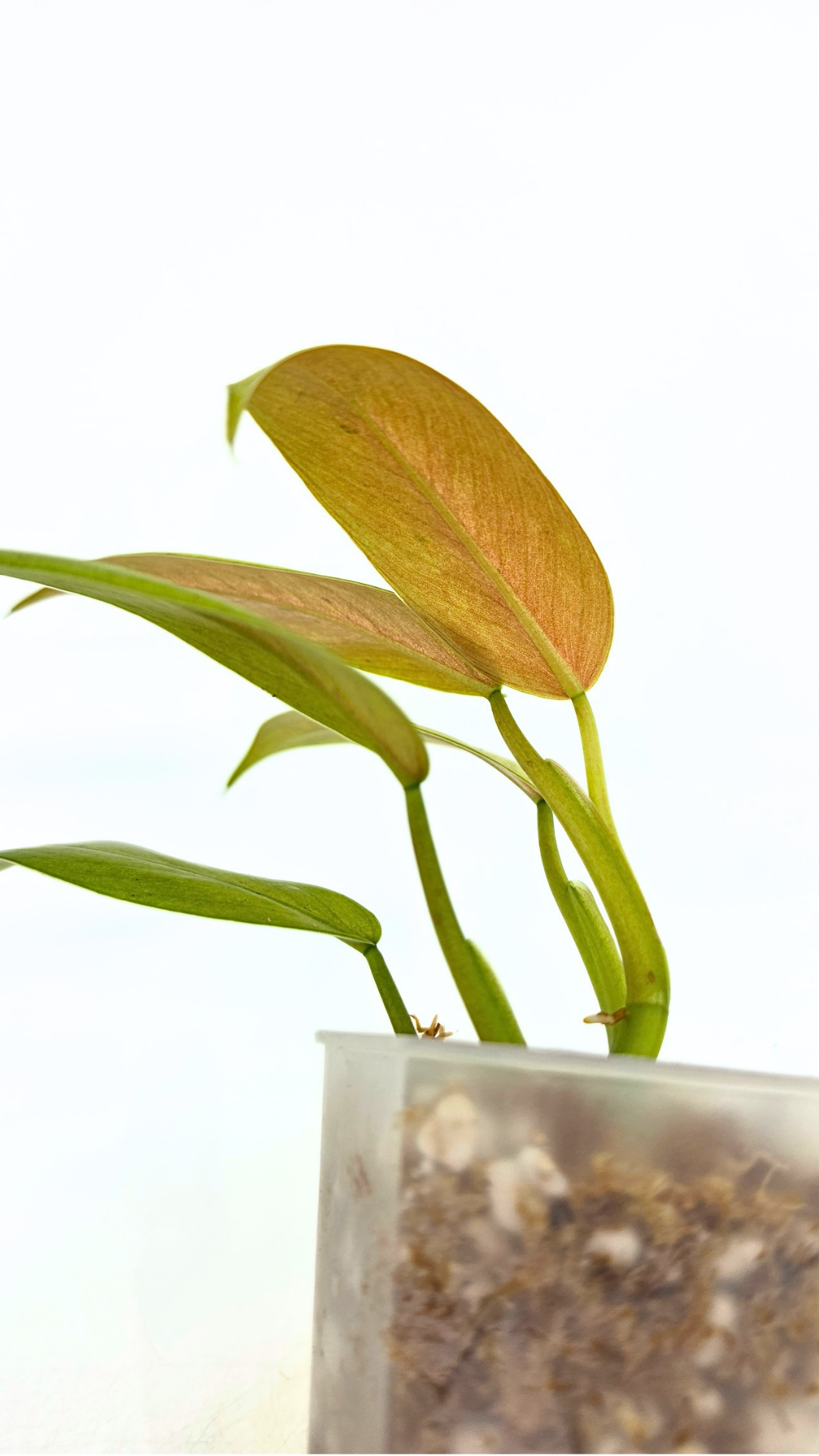 Rare indoor plant Philodendron Whipple Way available for sale at rare plant shop The Leaf Gallery in Perth, Western Australia