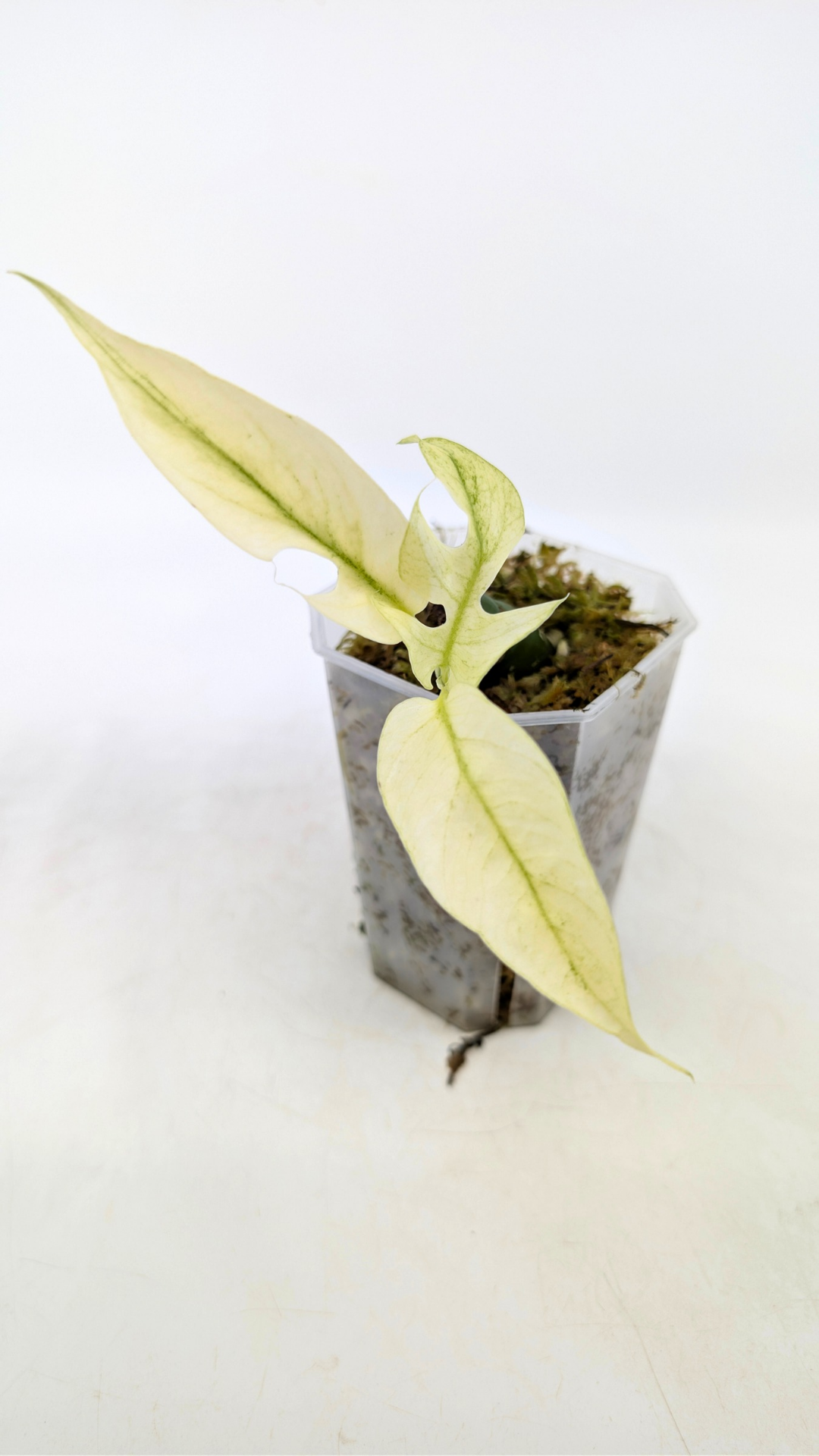 Rare indoor plant Raphidophora Tetrasperma Mint Varigated for sale by rare plant shop The Leaf Gallery in Perth, Western Australia