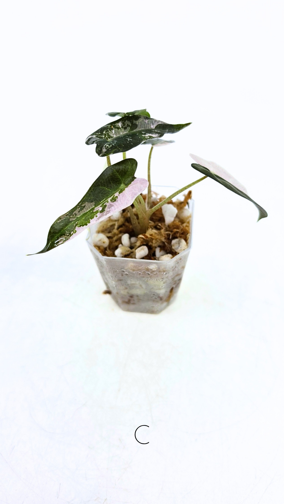 Rare indoor plant Alocasia Amazonica Bambino Pink TC plantlets available for sale at rare houseplant shop The Leaf Gallery in Perth, Western Australia