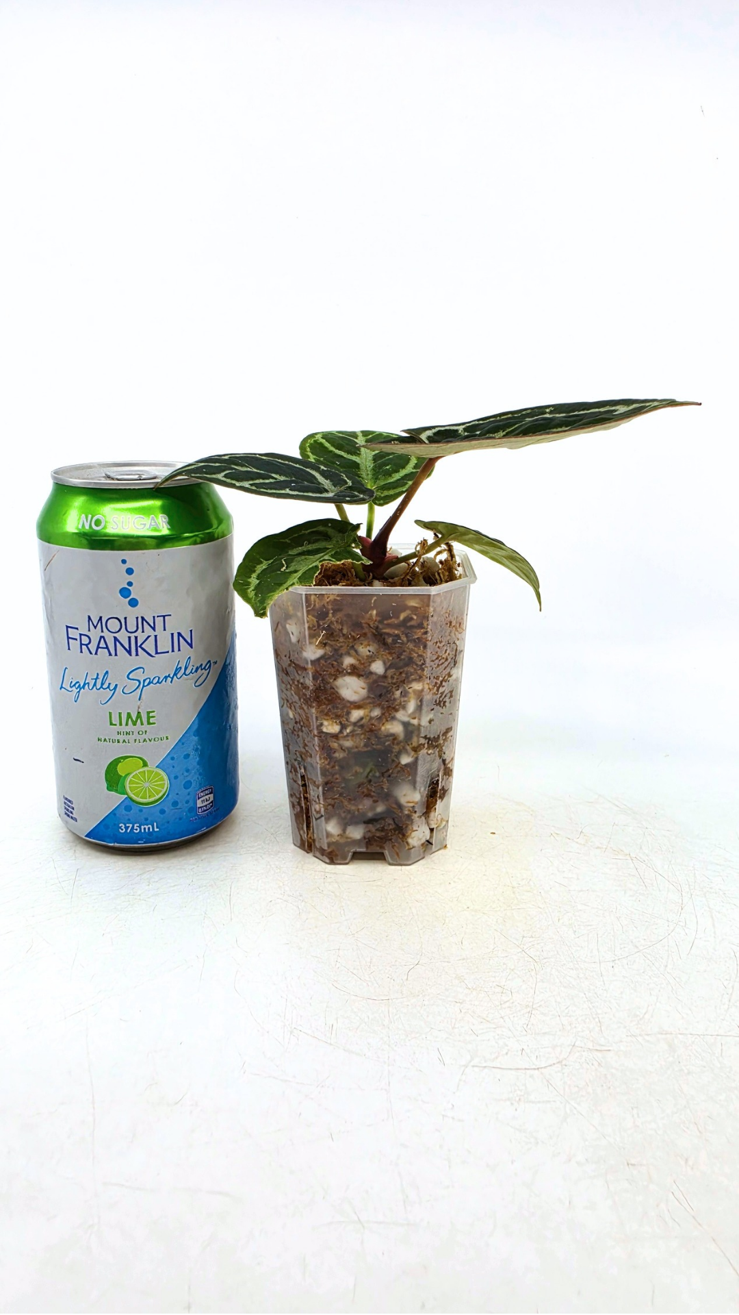 Anthurium NSE Red Crystallinum X Dorayaki available at rare house plant shop The Leaf Gallery in Perth, Western Australia