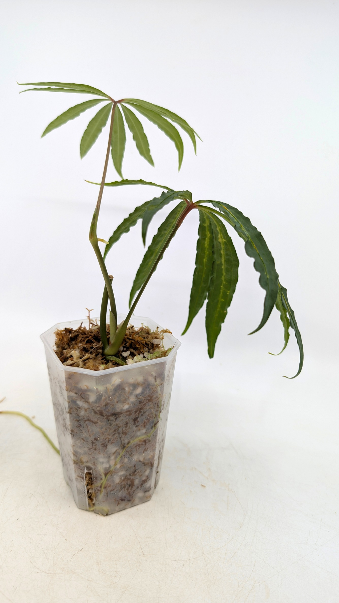 Hard to find vining house plant Anthurium Polystictum available for sale at rare plant shop The Leaf Gallery in Perth, Western Australia.