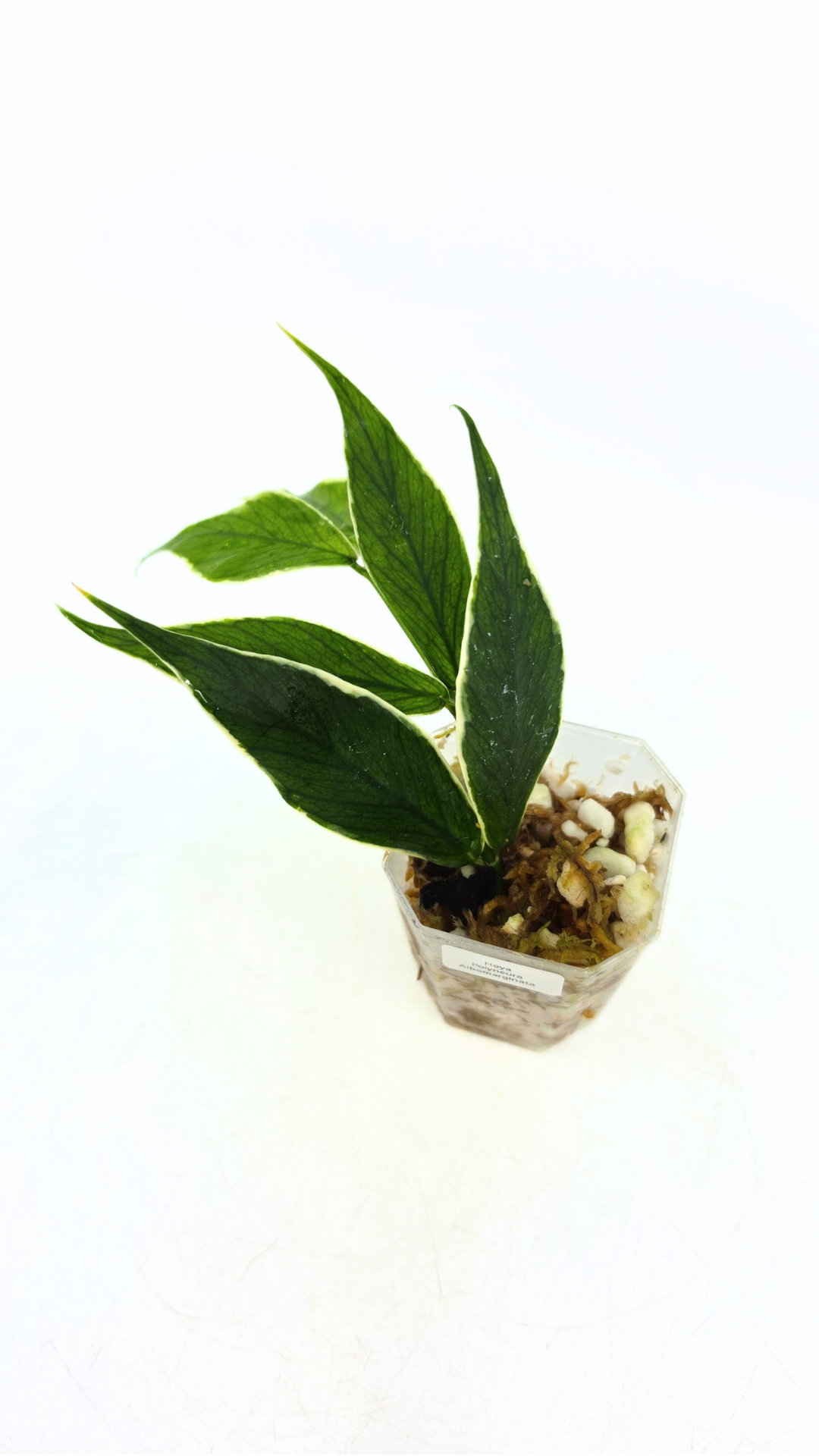 Rare waxplant Hoya Polyneura Albo Varigated also known as Fishtail Hoya Varigated available for sale at rare indoor plant shop The Leaf Gallery in Perth, Western Australia