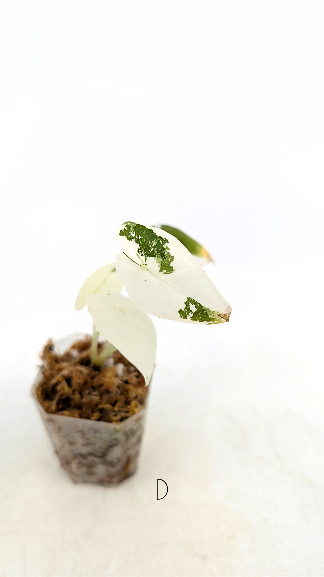 Rare indoor plant Alocasia Frydek Variegated available for sale at rare house plant shop The Leaf Gallery in Perth, Western Australia