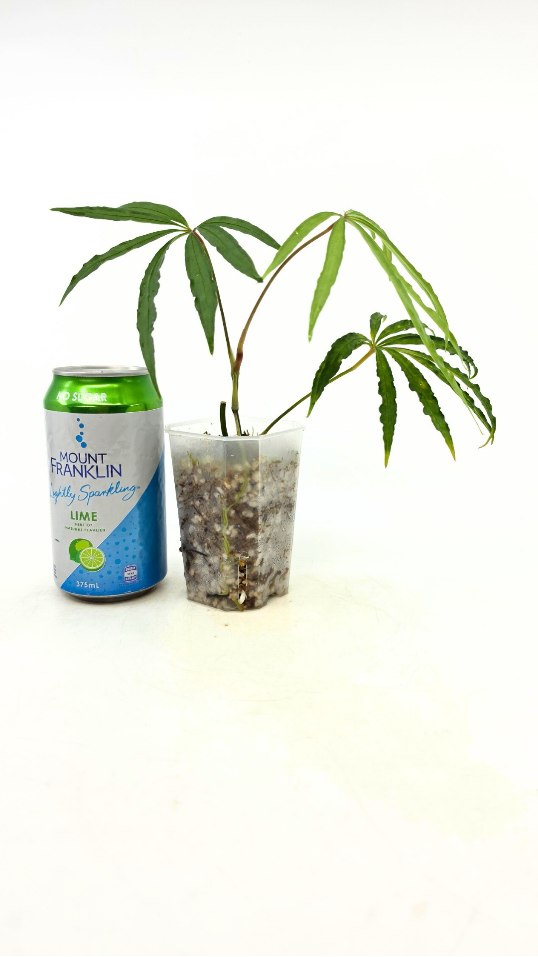 Hard to find vining house plant Anthurium Polystictum available for sale at rare plant shop The Leaf Gallery in Perth, Western Australia.