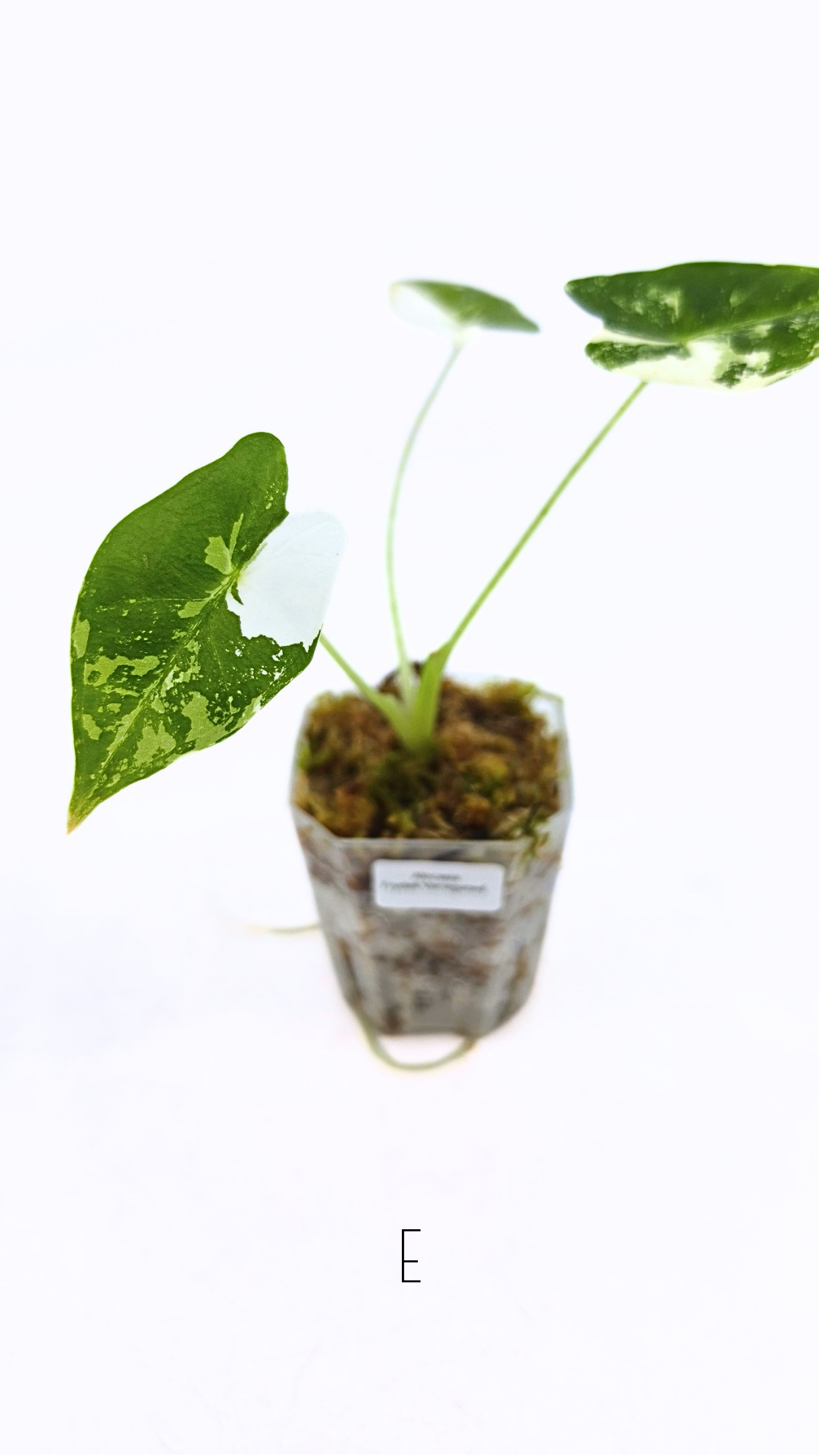 Rare indoor plant Alocasia Frydek Variegated available for sale at rare house plant shop The Leaf Gallery in Perth, Western Australia
