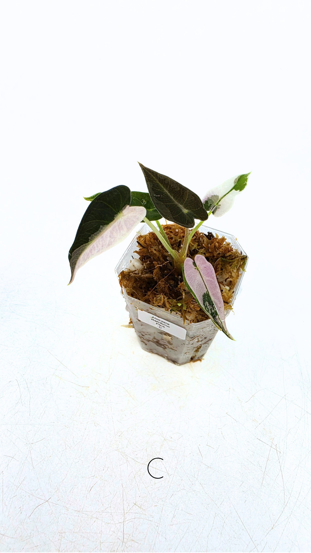 Rare indoor plant Alocasia Amazonica Bambino Pink TC plantlets available for sale at rare houseplant shop The Leaf Gallery in Perth, Western Australia
