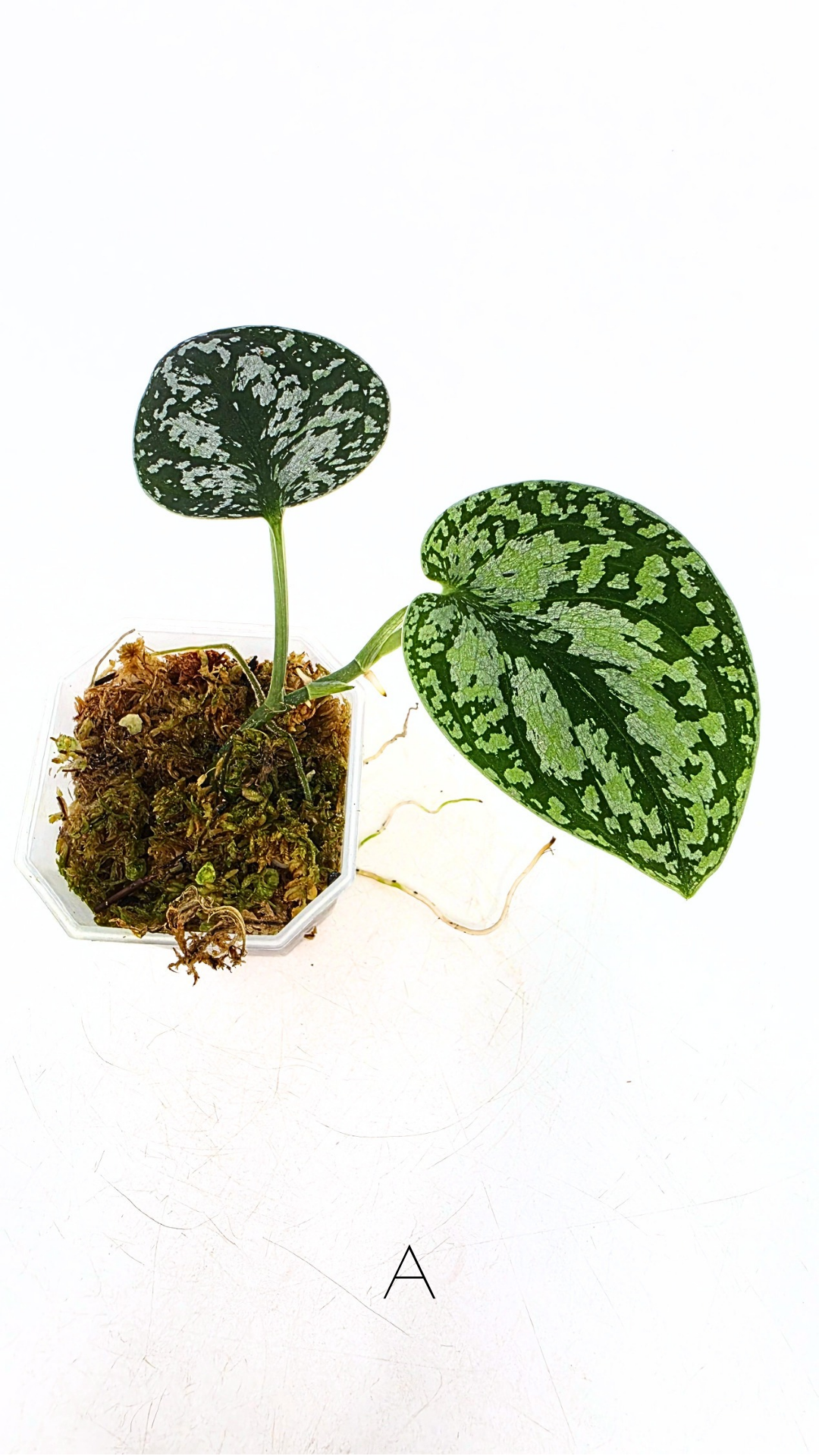 Rare indoor plant Scindapsus Dark Silver Tricolour available for sale at rare house plant shop The Leaf Gallery in Perth, Western Australia
