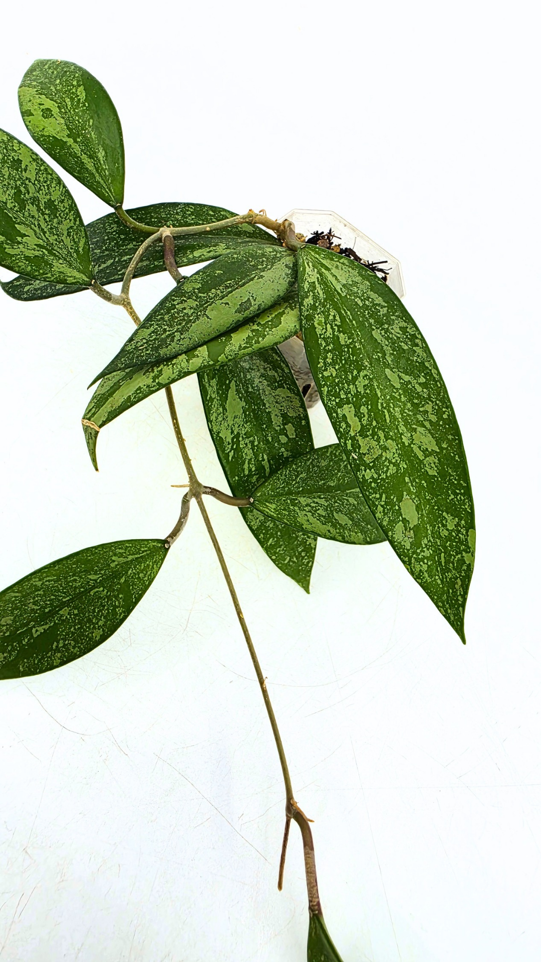 Rare waxplant Hoya Snow Cui available for sale at rare indoor plant shop The Leaf Gallery in Perth, Western Australia