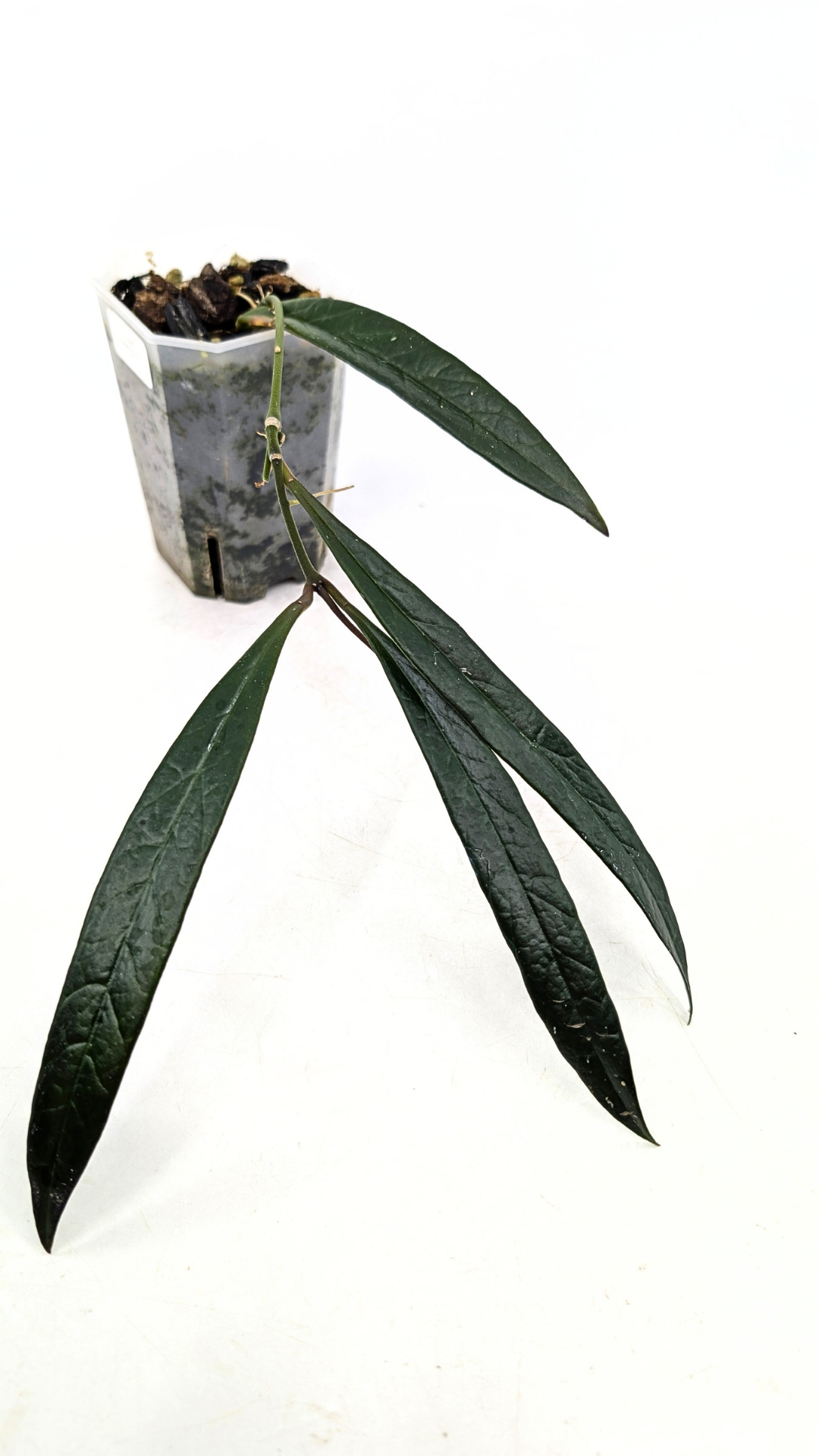 Rare waxplant Hoya Sulawesiana available for sale at rare indoor plant shop The Leaf Gallery in Perth, Western Australia