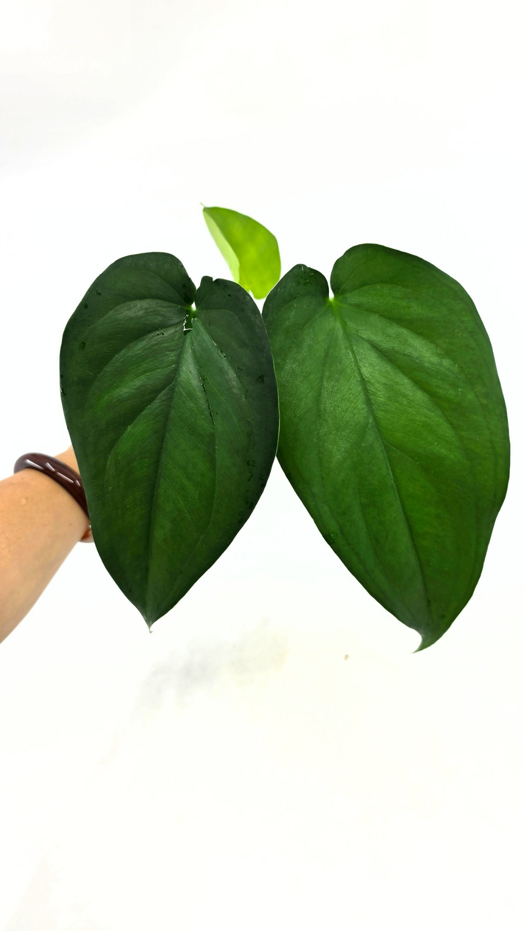 Rare indoor plant Syngonium Chiapense  available from rare houseplant shop The Leaf Gallery in Perth, Western Australia
