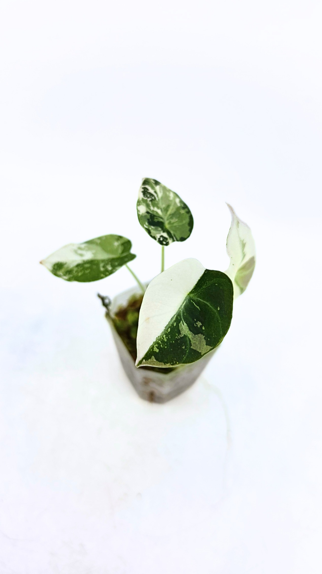 Rare indoor plant Alocasia Black Velvet Pink Variegated available for sale from rare house plant shop The Leaf Gallery in Perth, Western Australia